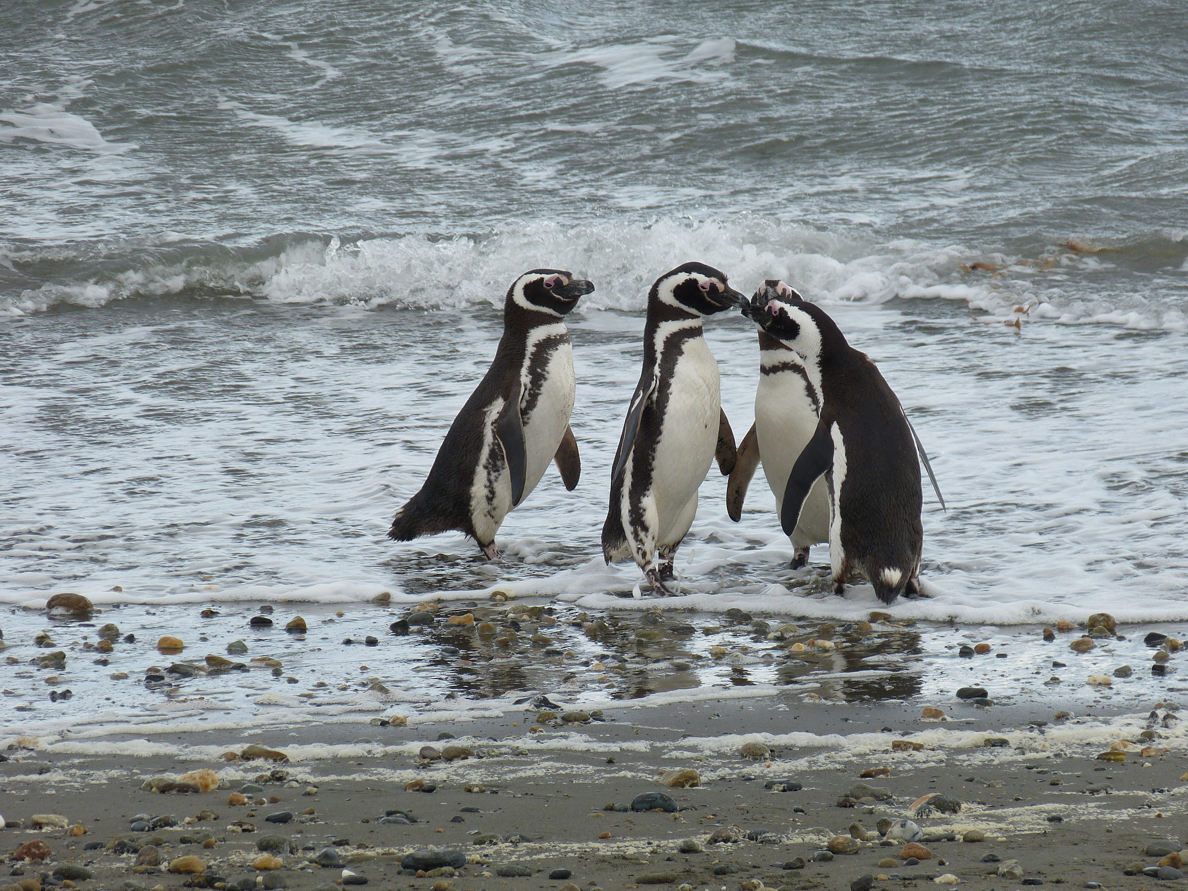 sea, group, day, 4K, no people, four, water, Patagonia, shore, photo, beach, motion, animals in the wild, animal themes, beauty in nature, penguins, penguin, HD Wallpaper