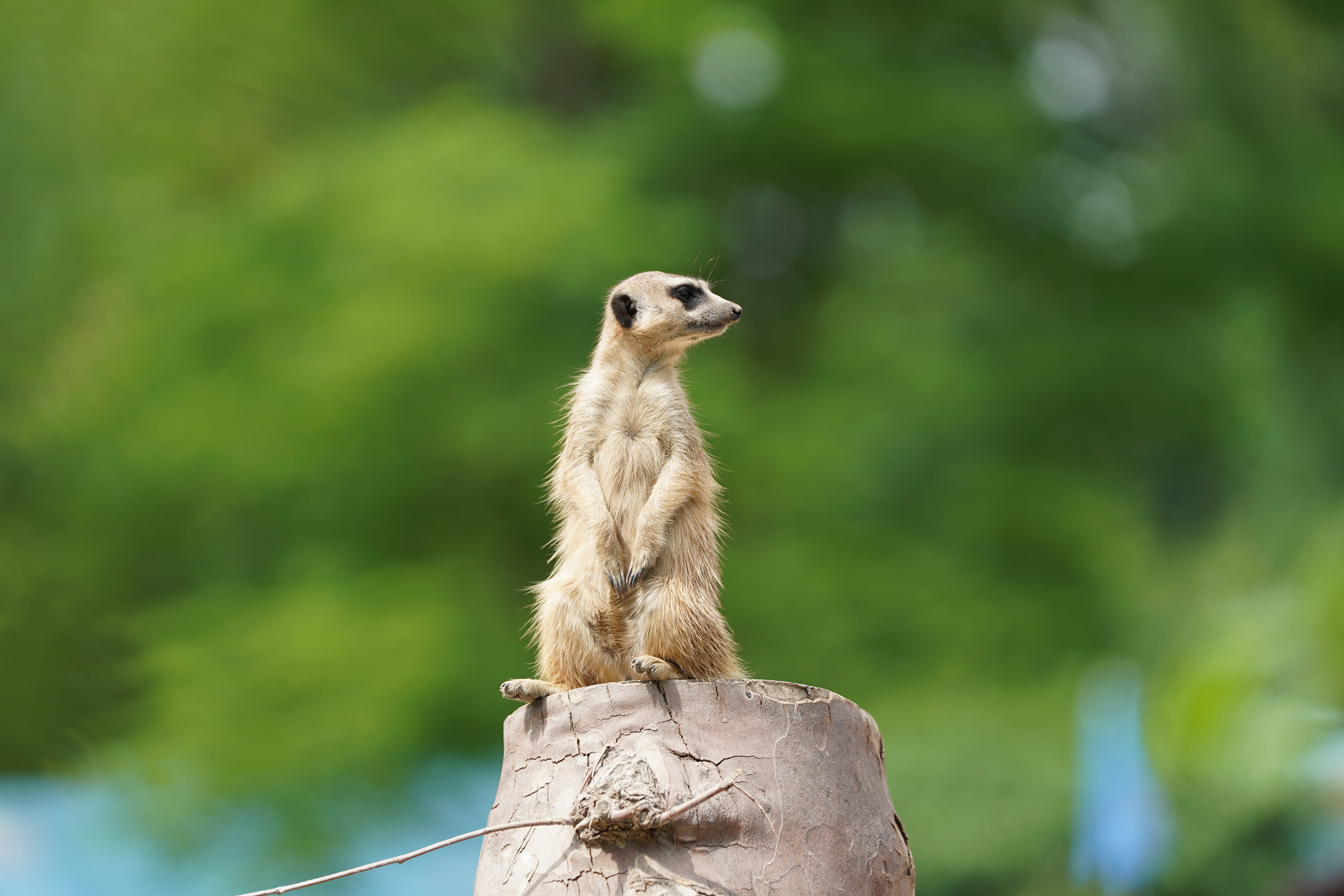 animals And Pets, cute, rock - object, small, animal, attention, vigilant, wildlife, outdoors, vertebrate, fur, solid, zoo, mongoose, Guard, Mammal, focus on foreground, HD Wallpaper