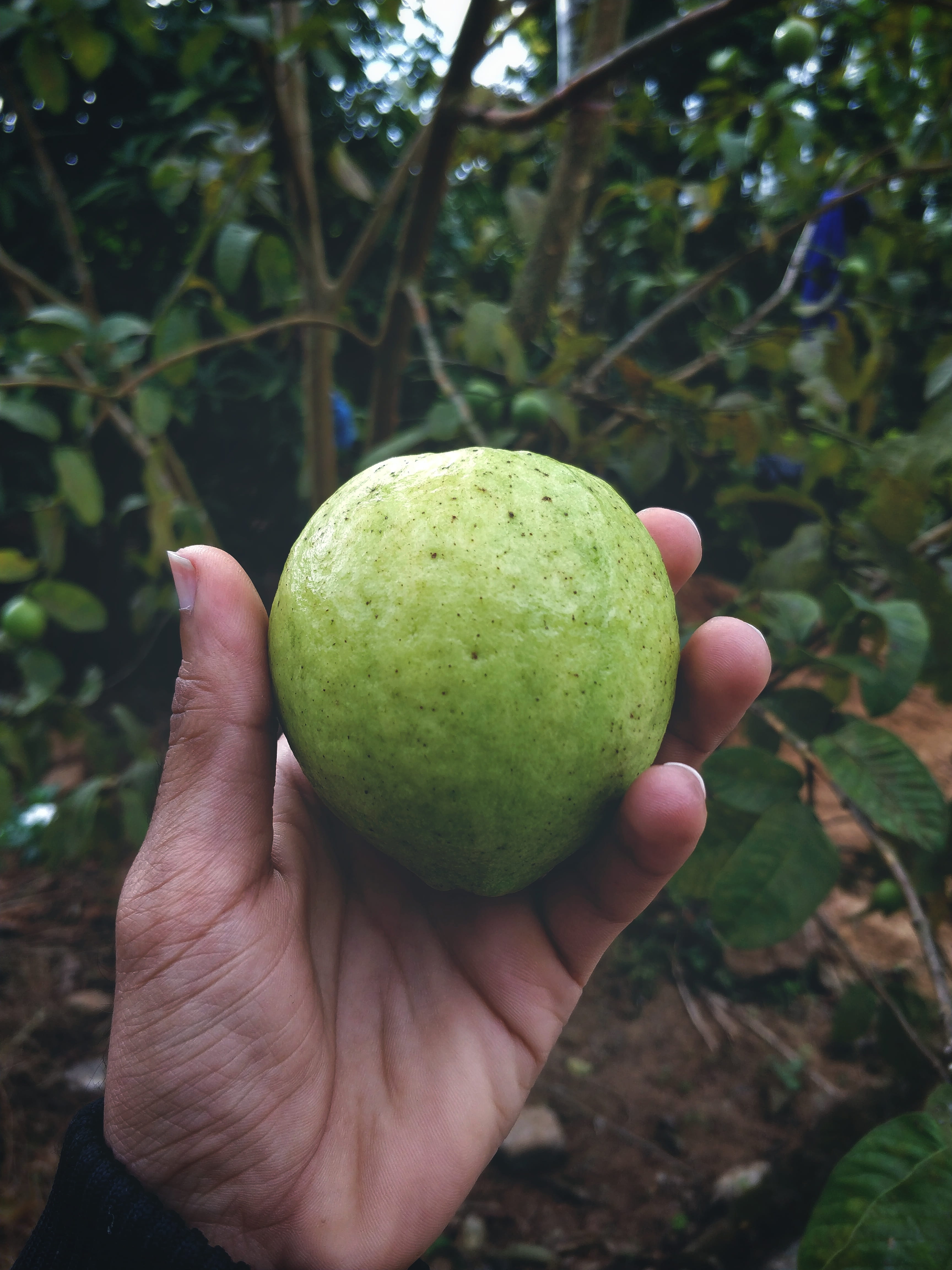 smartphone photography, freshness, 4K, texture, guava, palm, human body part, unrecognizable person, personal perspective, outdoors, holding, fruit, healthy eating, Phone HD Wallpaper