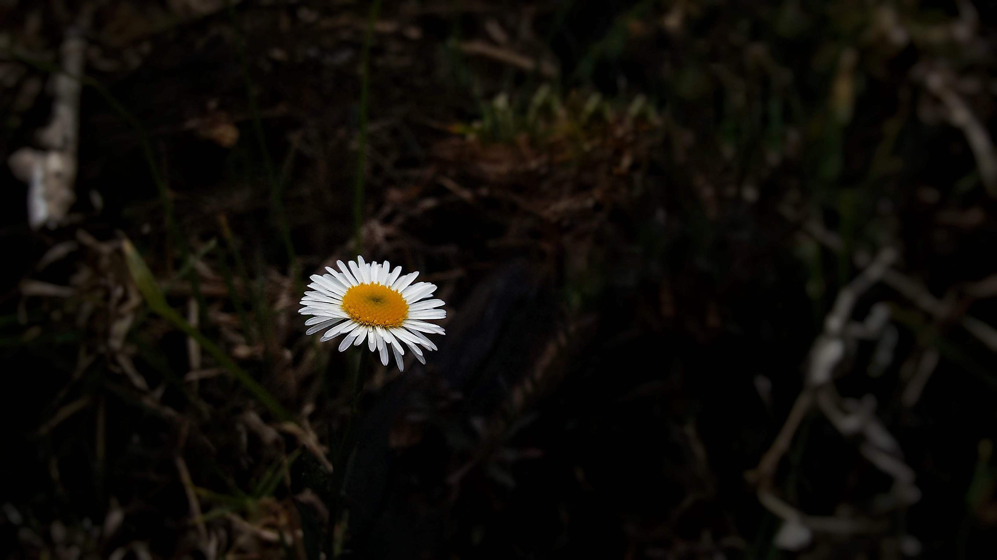 outdoors, naturephotography, land, flower head, flowering plant, close-up, freshness, shotononeplus, focus on foreground, white, forest, nature, beauty in nature, HD Wallpaper