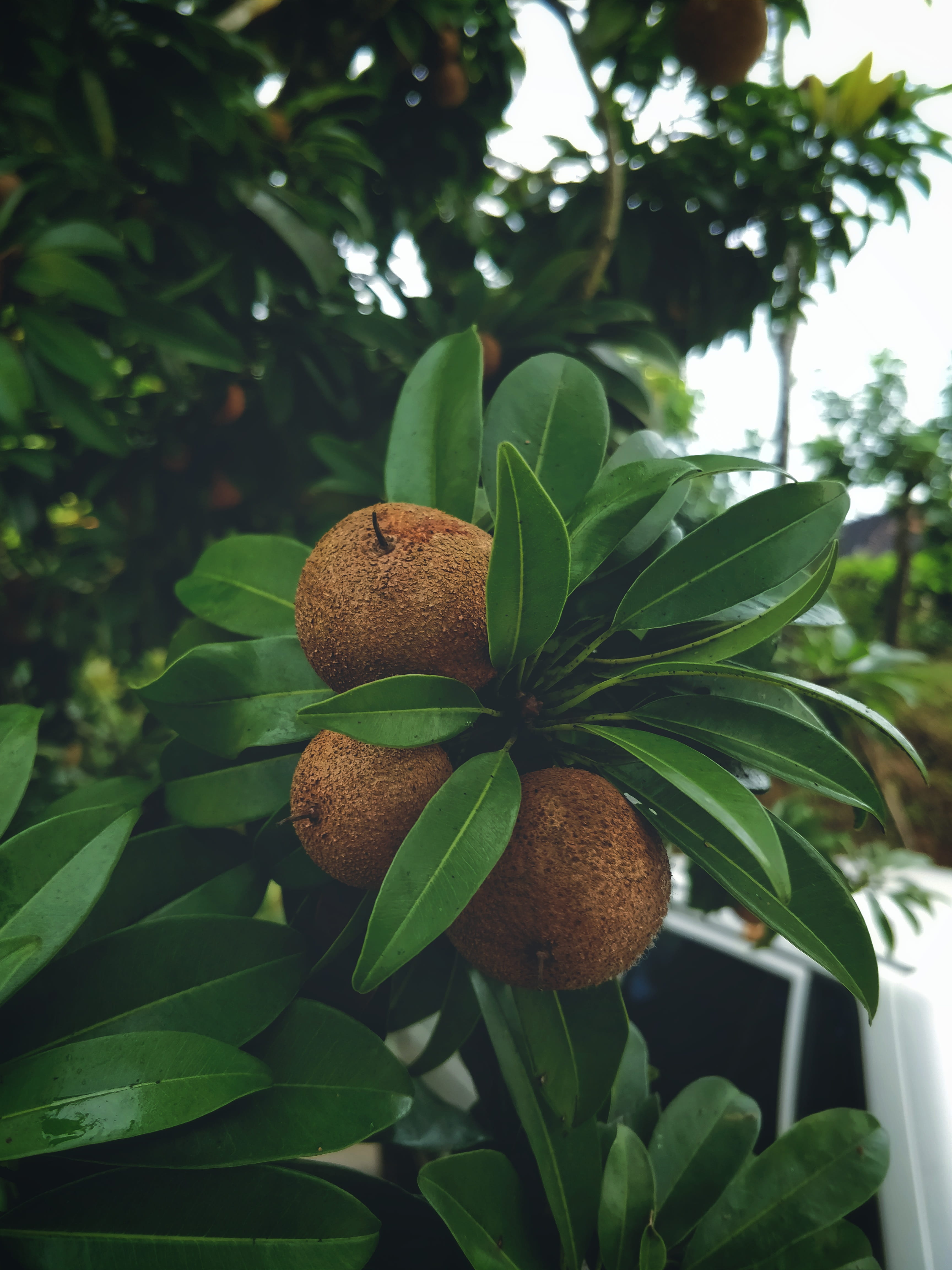 smartphone photography, day, food and drink, outdoors, green, beauty in nature, oneplus 5, focus on foreground, wellbeing, princeabid photography, shotononeplus, Phone HD Wallpaper
