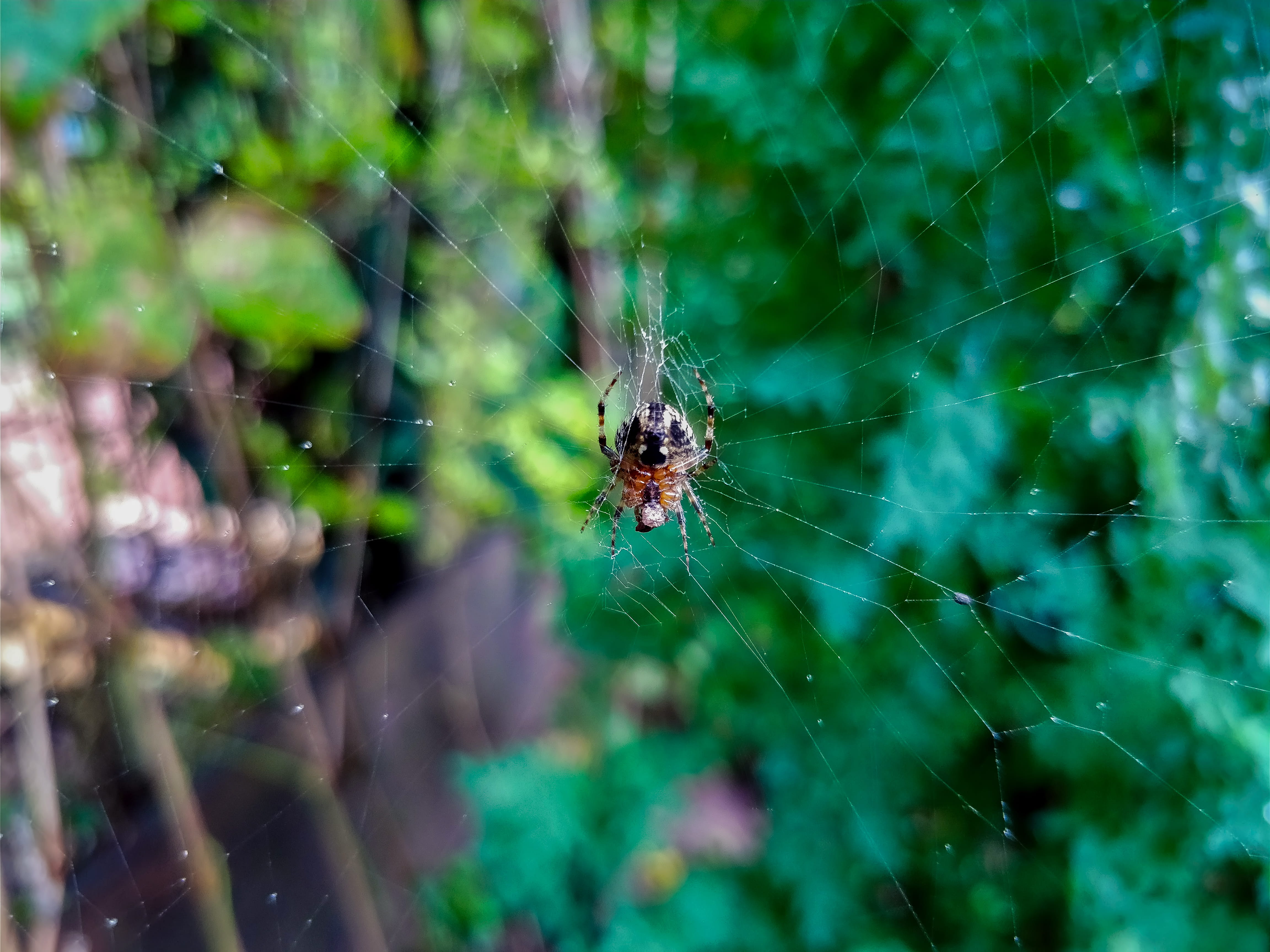 invertebrate, wild spider, rain, dew, 4K, selective focus, shotononeplus, arachnid, dof, close-up, arthropod, spider, focus on foreground, gold, no people, HD Wallpaper