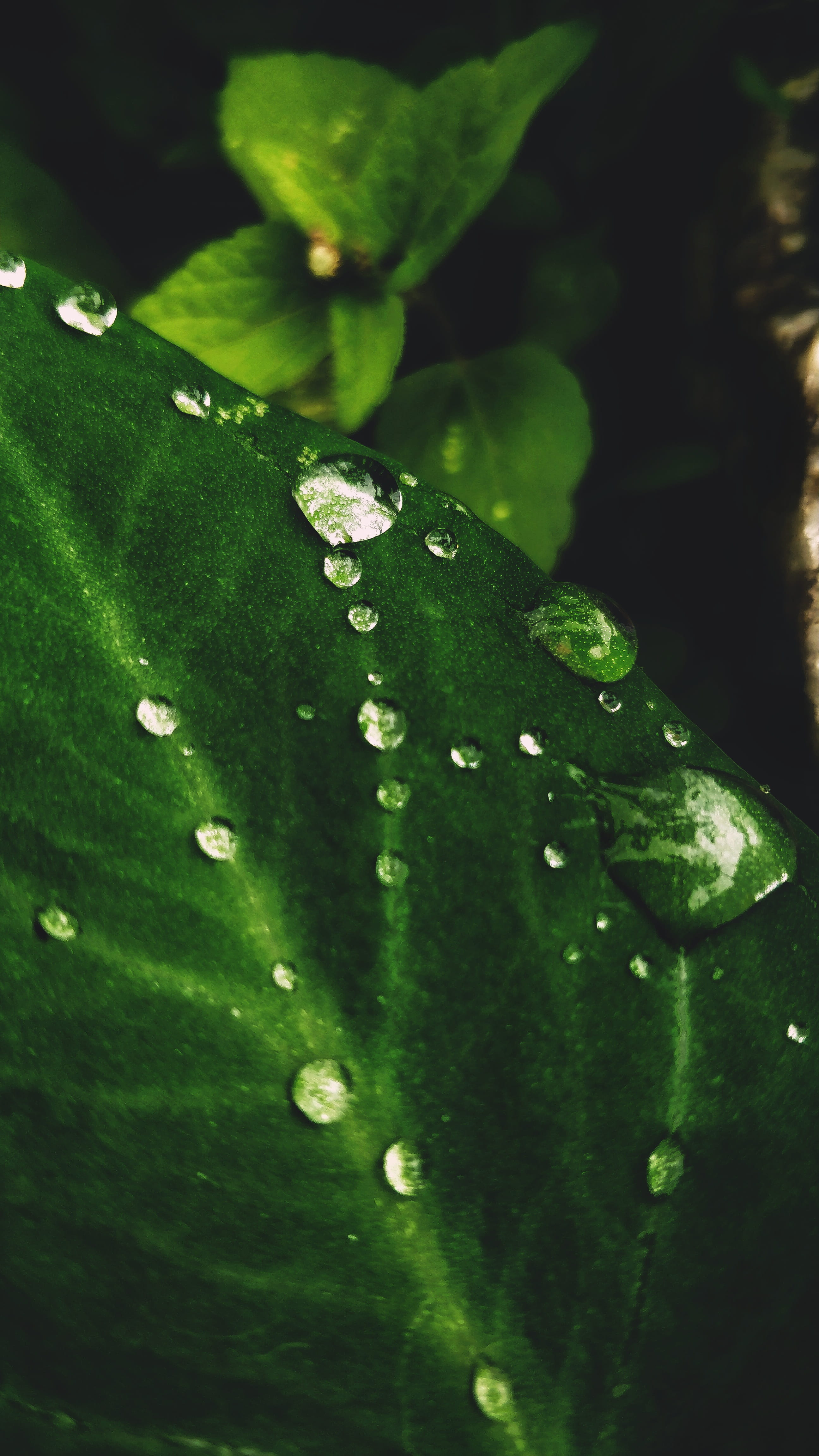 closeup, arehally bekkud rd, plant, 4K, fresh, green color, freshness, shotononeplus, arehally, growth, rain drop, purity, leaf, outdoors, drop, high angle view, Phone HD Wallpaper