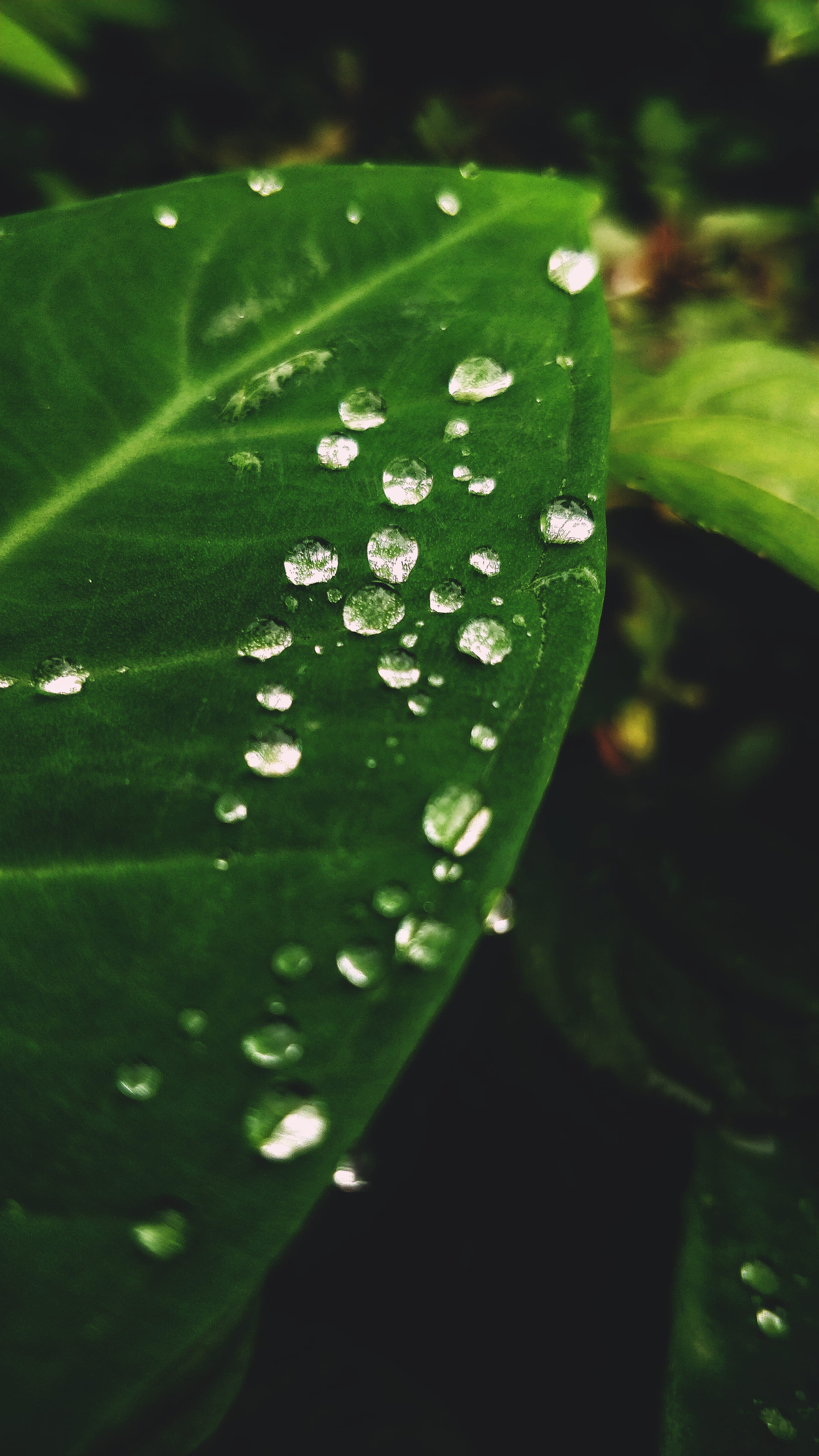 rain drops, no people, shotononeplus, leaf, arehally, drop, outdoors, plant, bokeh, green, water droplet, 4K, dew, selective focus, garden, arehally bekkud rd, Phone HD Wallpaper