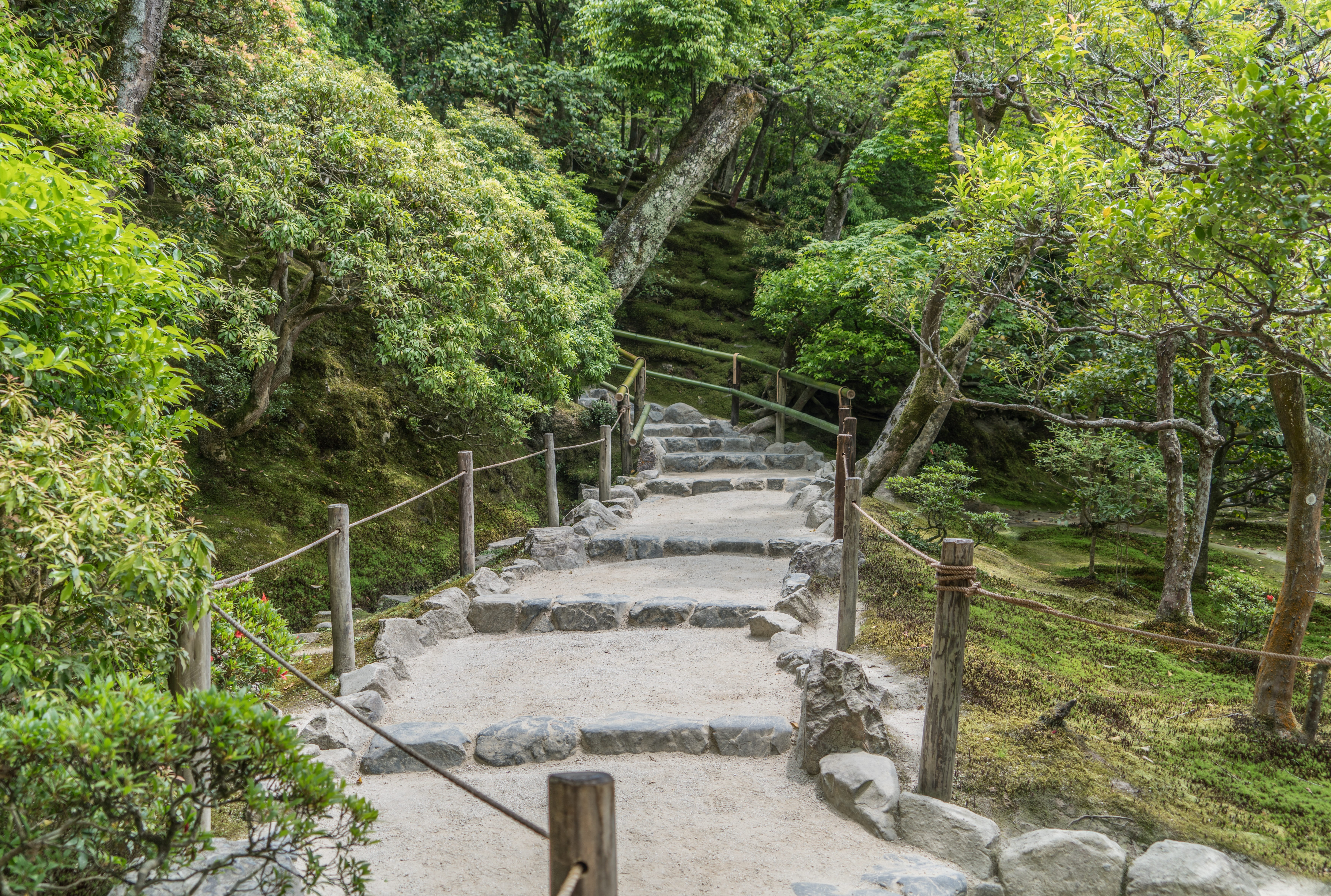 staircase, land, plant, architecture, nature, railing, green color, japan, forest, stairway, tranquility, outdoors, hiking, moss, tranquil scene, steps and staircases, HD Wallpaper
