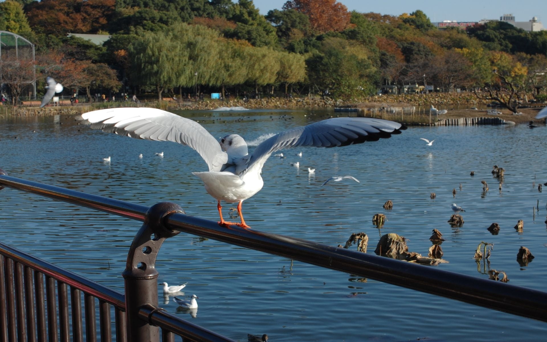 bird, white color, scenics, 1080P, summer, perch, gulls, feather, water, outdoors, lake, beauty In Nature, nature, close, group of animals, vertebrate, HD Wallpaper
