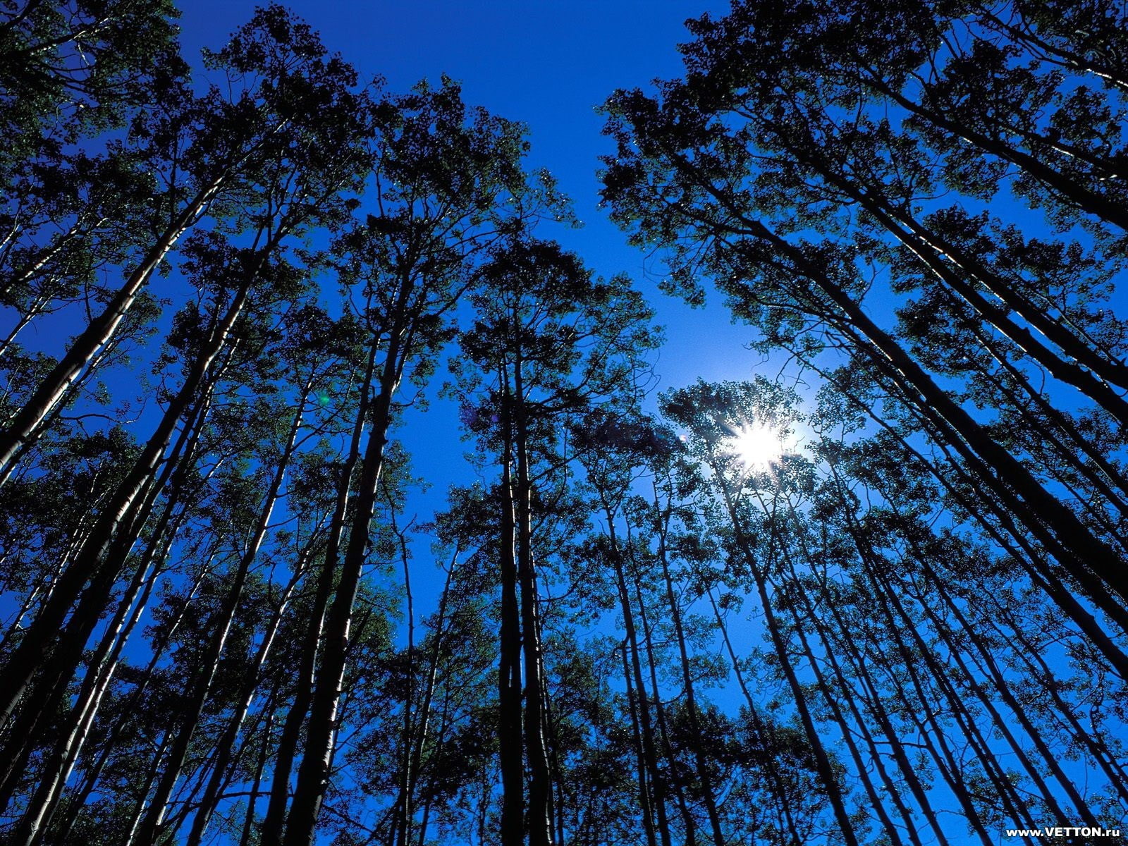 forest, trees, sunlight, worms eye view, 720P, HD Wallpaper