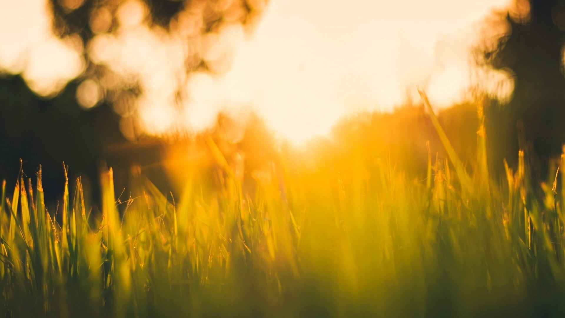 nature, yellow, plant, abstract, growth, environment, sunlight, green, sky, sun, leafed, outdoors, beauty in nature, landscape, grass, sunset, field, land, HD Wallpaper
