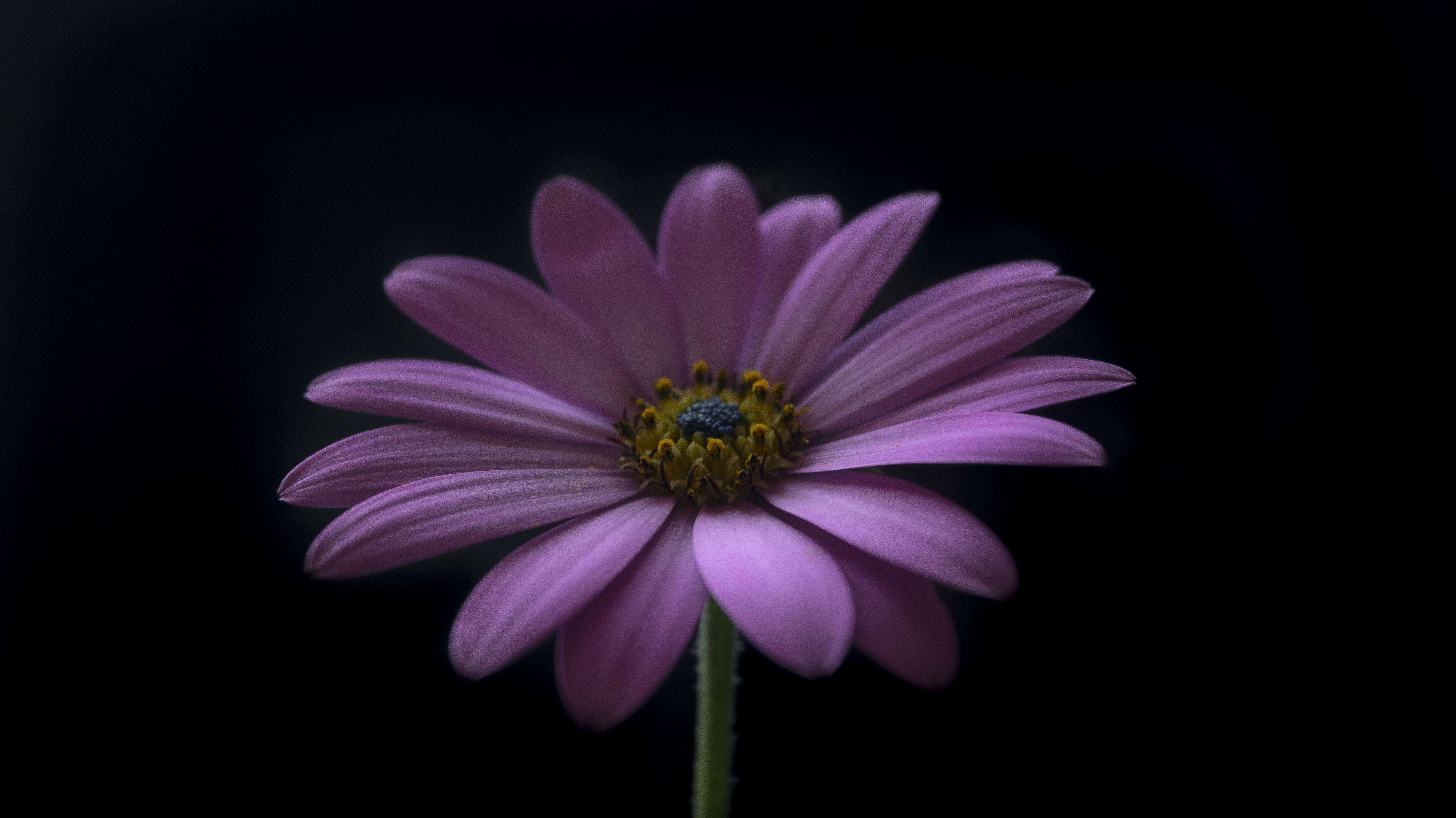plant, Earth, daisy, Perspective, shallow, petal, flower Head, flower, A58, purple, shallow focus, Peace, 5K, summer, Attribution, photography, focus, HD Wallpaper