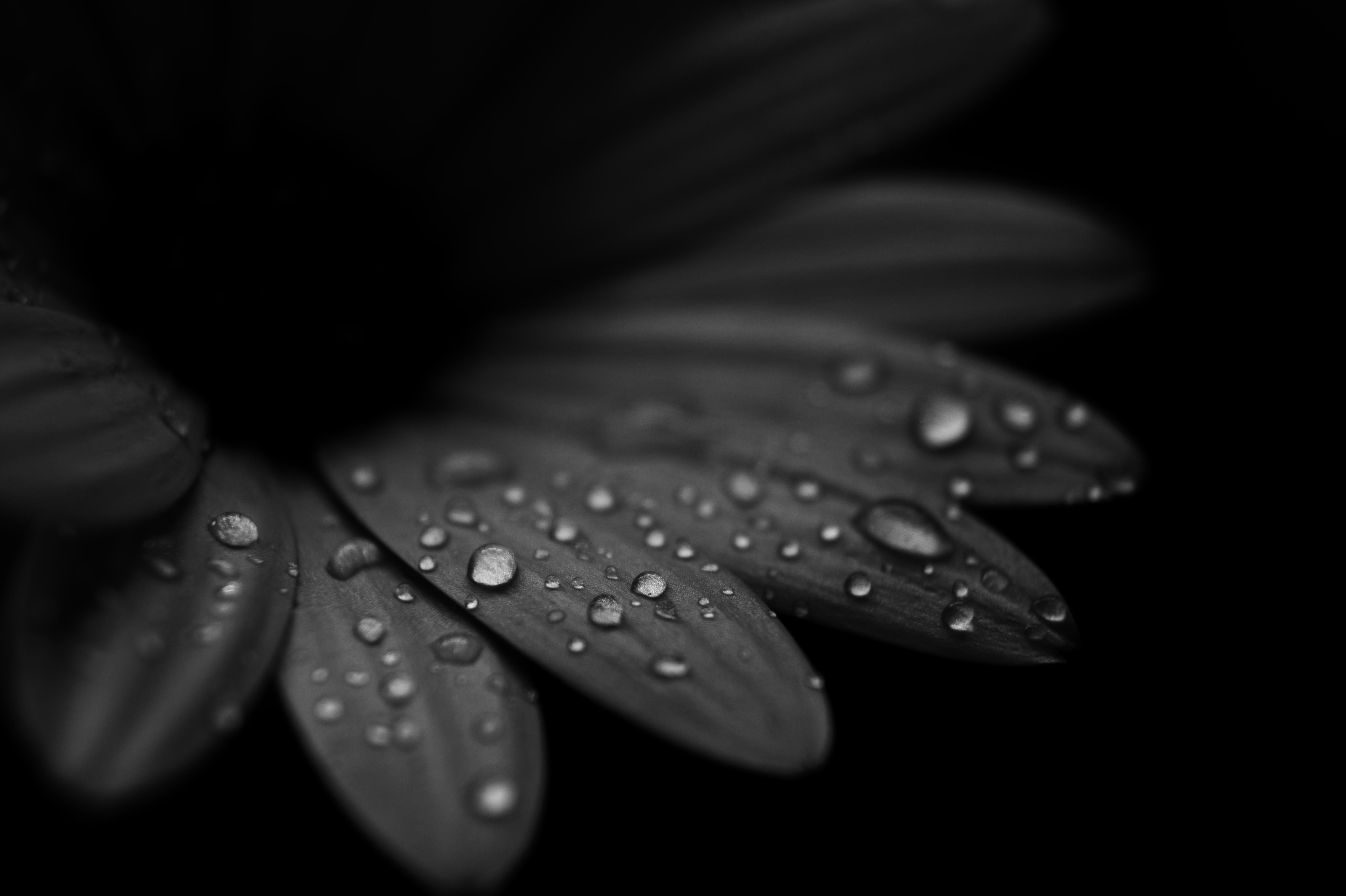 macro, close-up, selective, Relative, World, nature, Metallic, Flower, Attribution, photos, black Color, Rain, A58, leaves, Explore, Earth, Focus, Explored, HD Wallpaper