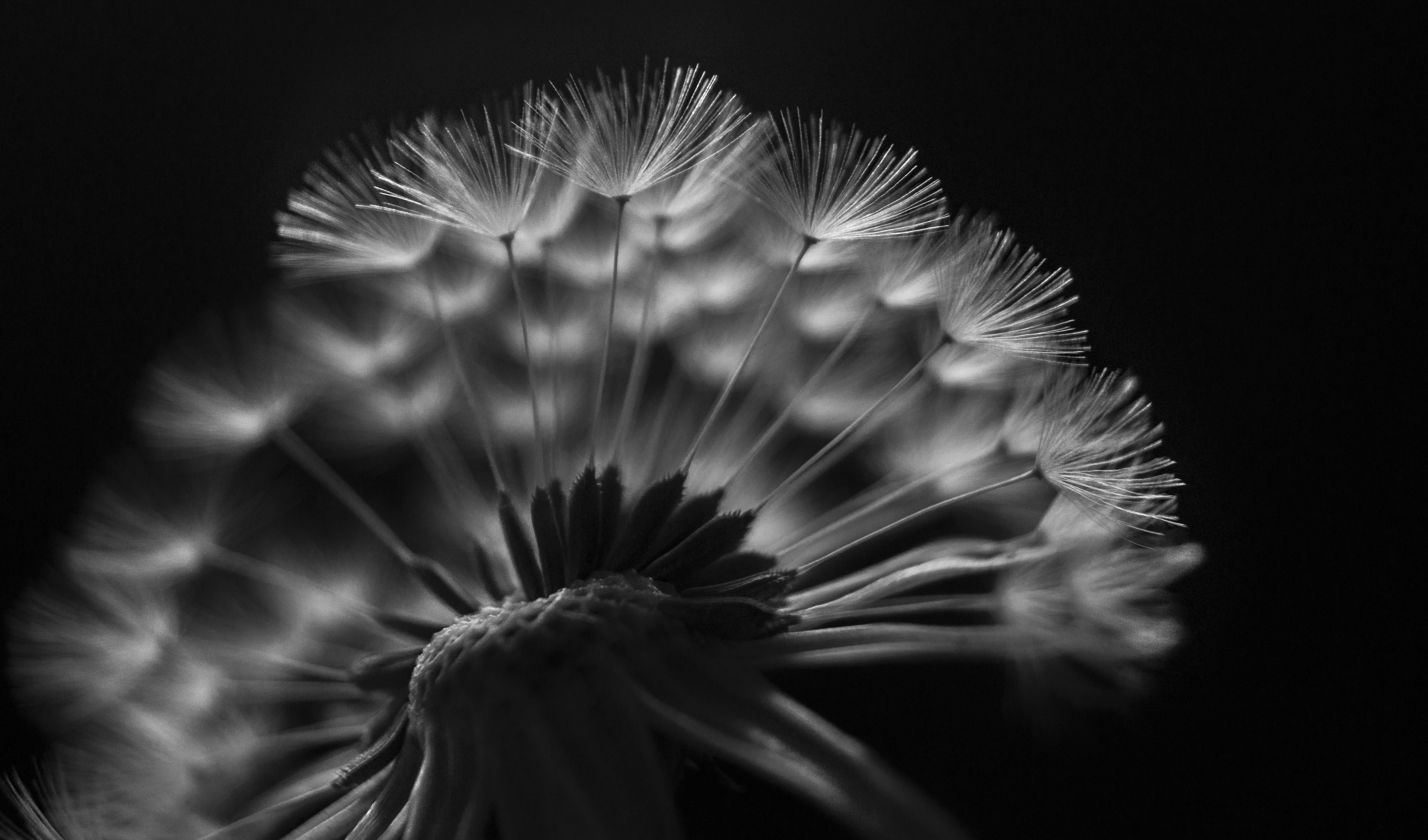 close-up, photography, macro, Depth, exposure, dandelion, Perspective, Detail, Break Away, scale, 5K, mechanism, nature, Earth, SONY, surreal, Relative, HD Wallpaper