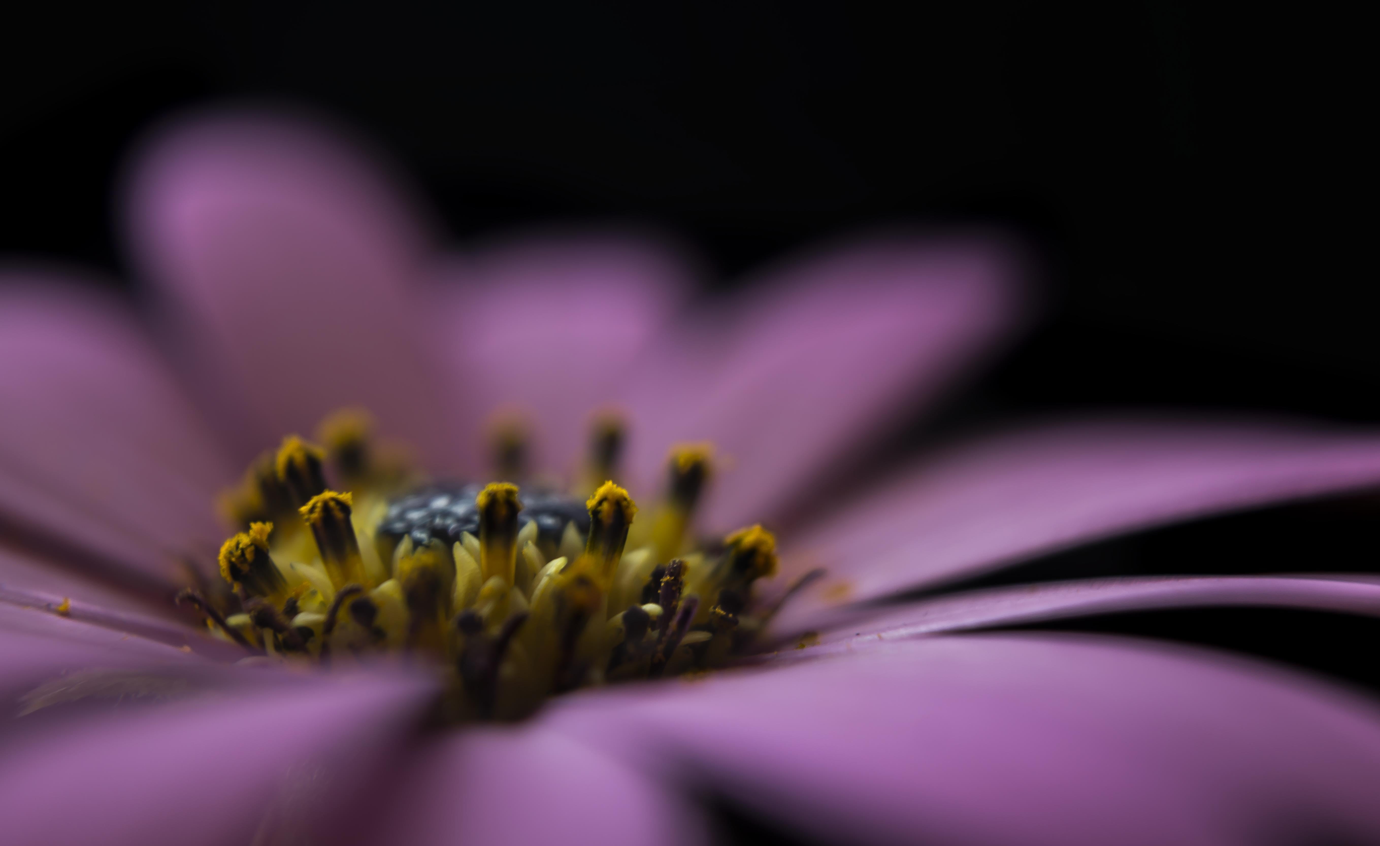 Explore, macro, photography, nature, flower, single Flower, Detail, yellow, petal, eyes, Life, Relative, shallow focus, 5K, Landing Site, focus, mechanism, HD Wallpaper