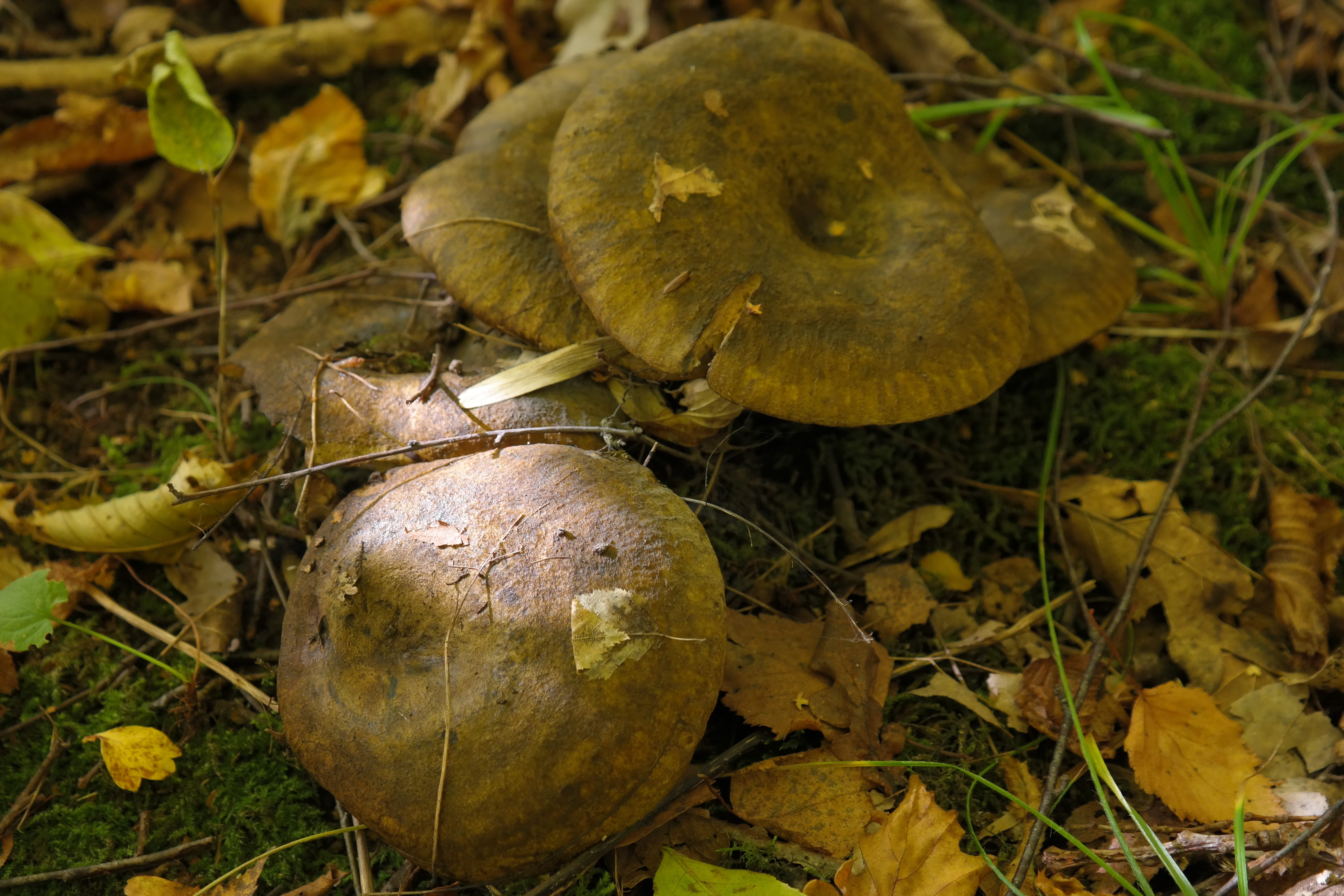 vegetarian Food, brown, organic, outdoors, Mushroom, beauty in nature, olive brown milchling, Autumn, plant part, healthy Eating, food and drink, close-up, HD Wallpaper