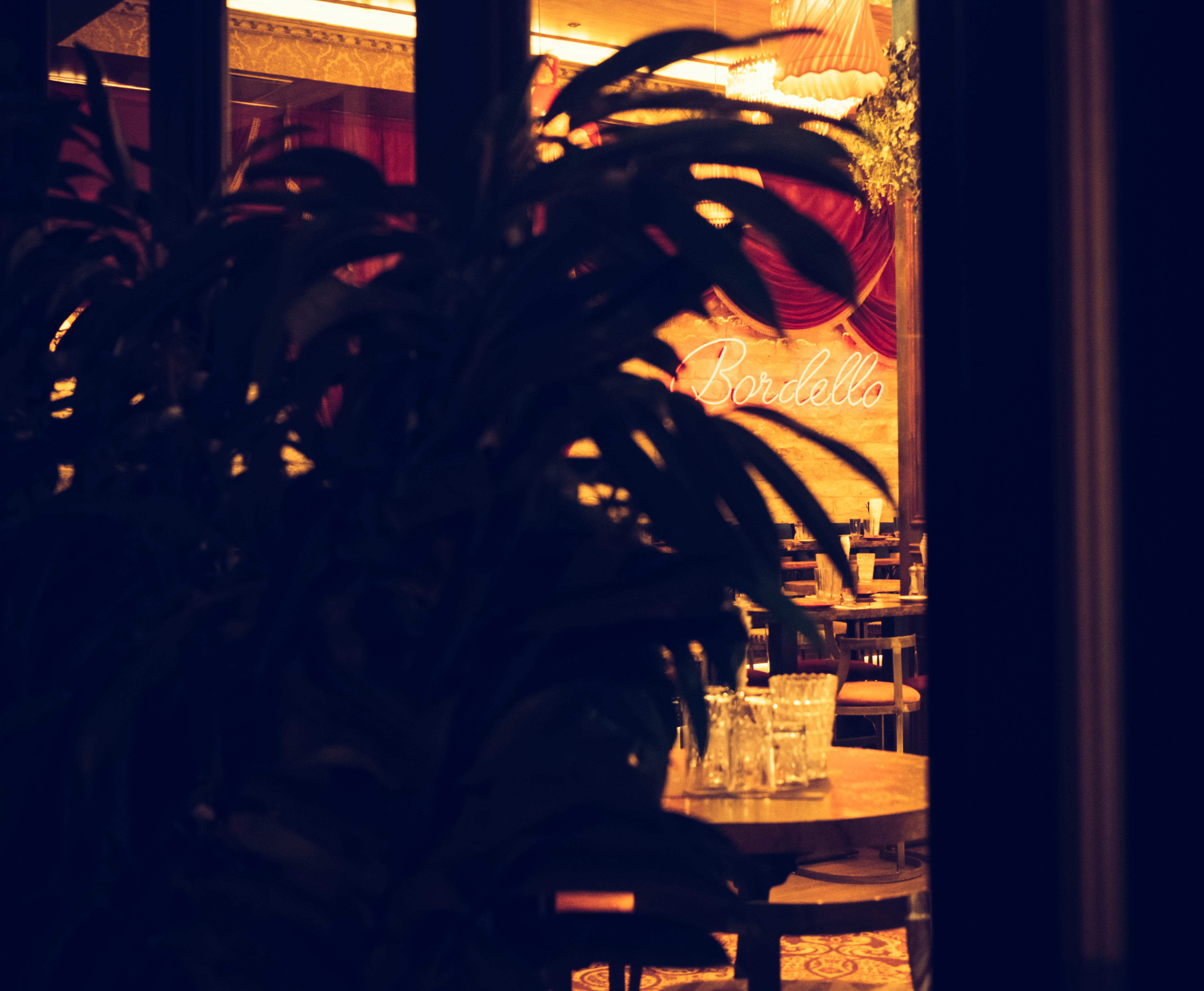 close-up, lighting equipment, tree, decoration, nature, cyprus, transparent, window, fuji, bar - drink establishment, travel, summer, illuminated, plant, HD Wallpaper