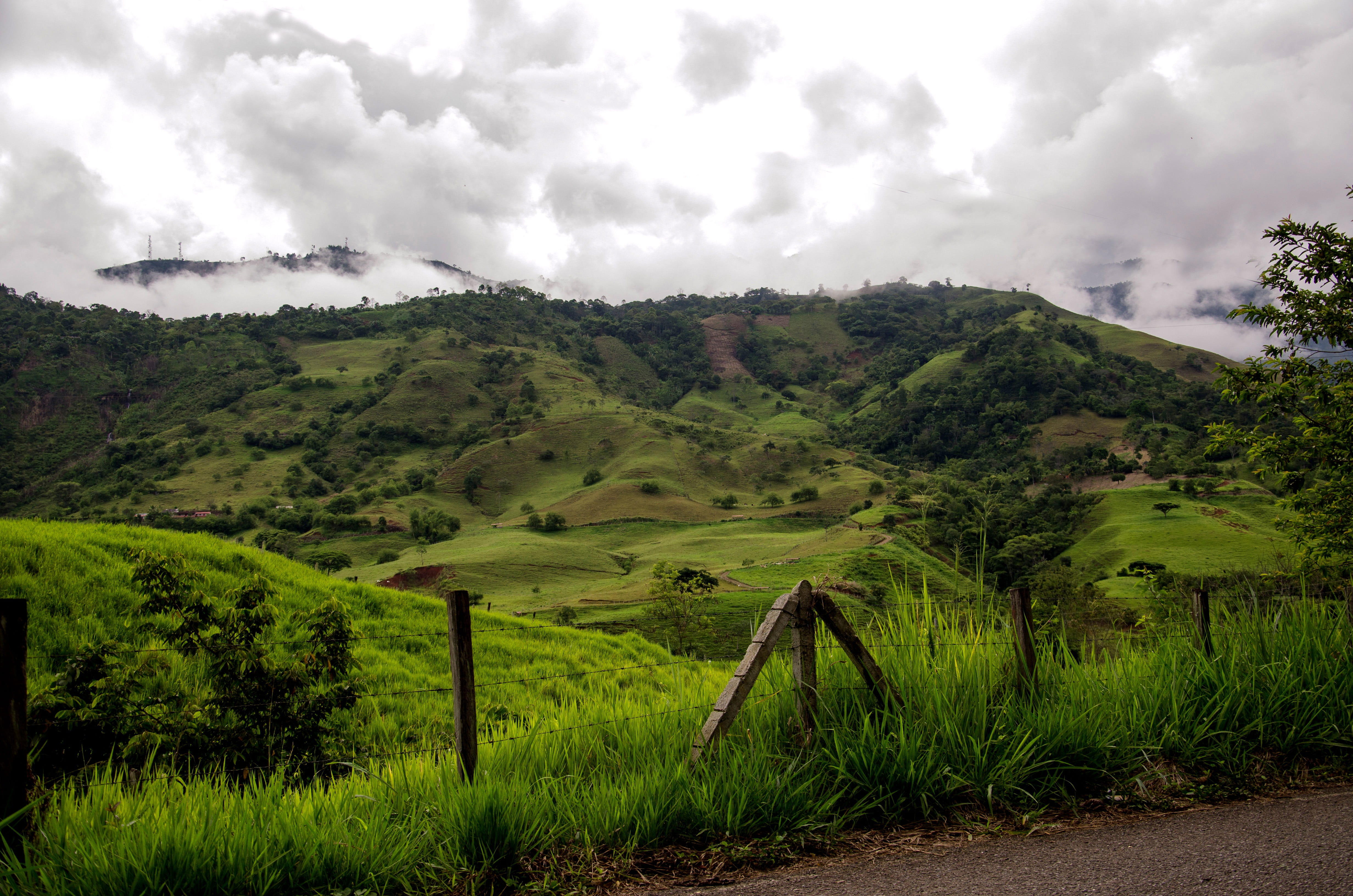 growth, tranquil scene, green, coffee cultivation, Zone, coffee zone, Mountains, green color, landscape, Colombia, agriculture, cloud - sky, antioquia, HD Wallpaper