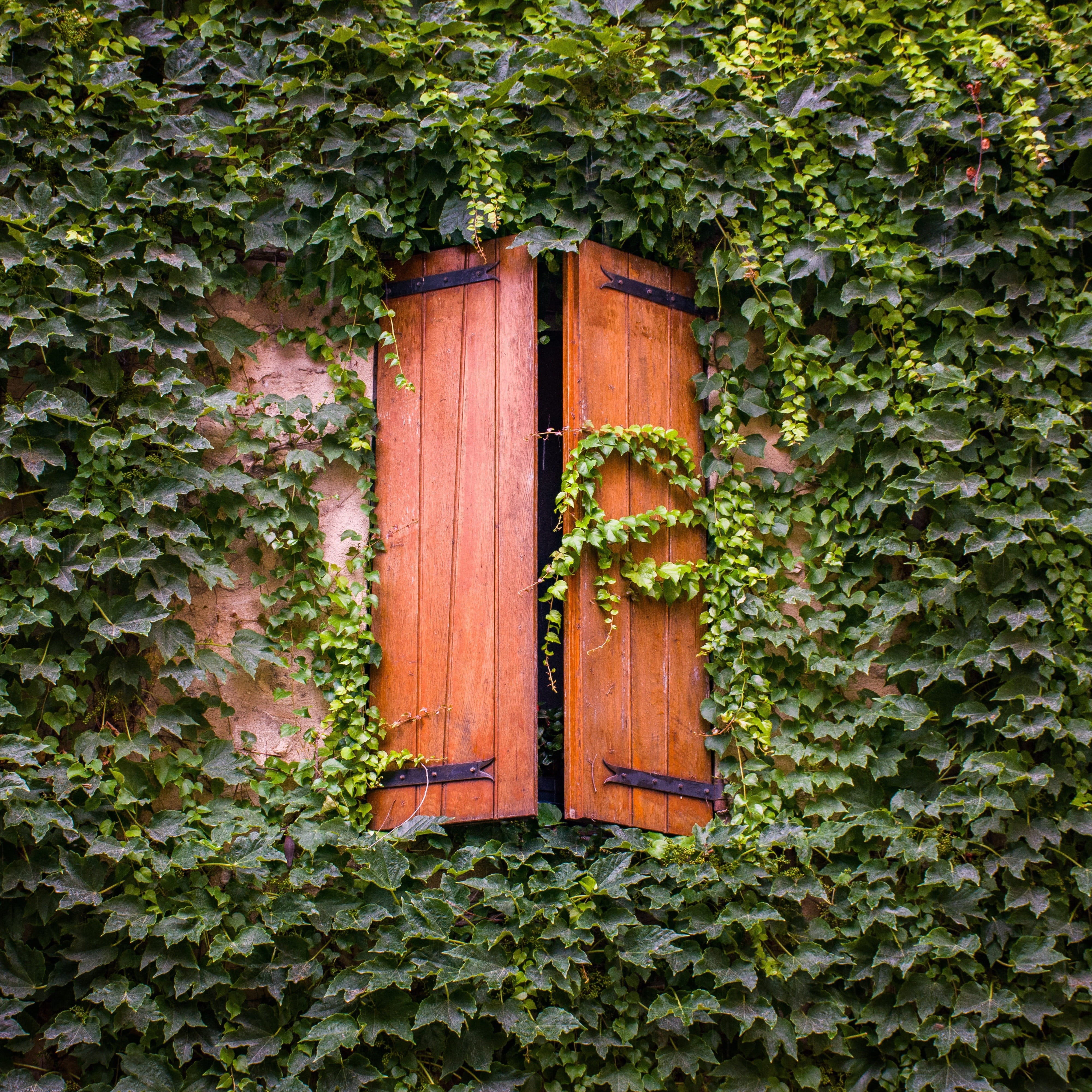 leaf, closed, ivy, nature, wooden shutters, plant, architecture, door, plant part, exquisite, growth, no people, window, south of france, wood - material, Phone HD Wallpaper