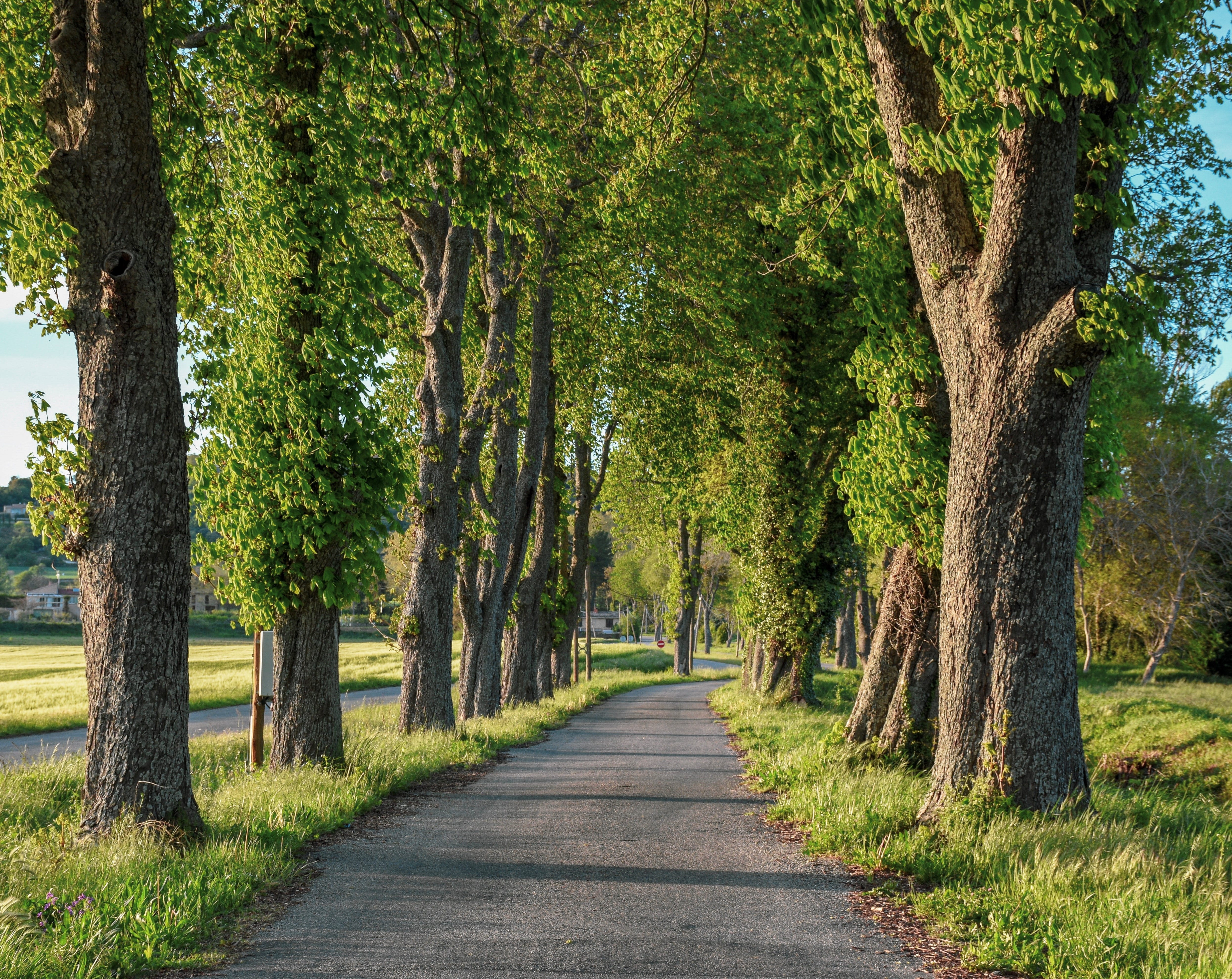 treelined, road, greenery, grass, plant, tree lined, growth, trunk, drive, beauty in nature, direction, culture, tranquil scene, diminishing perspective, HD Wallpaper