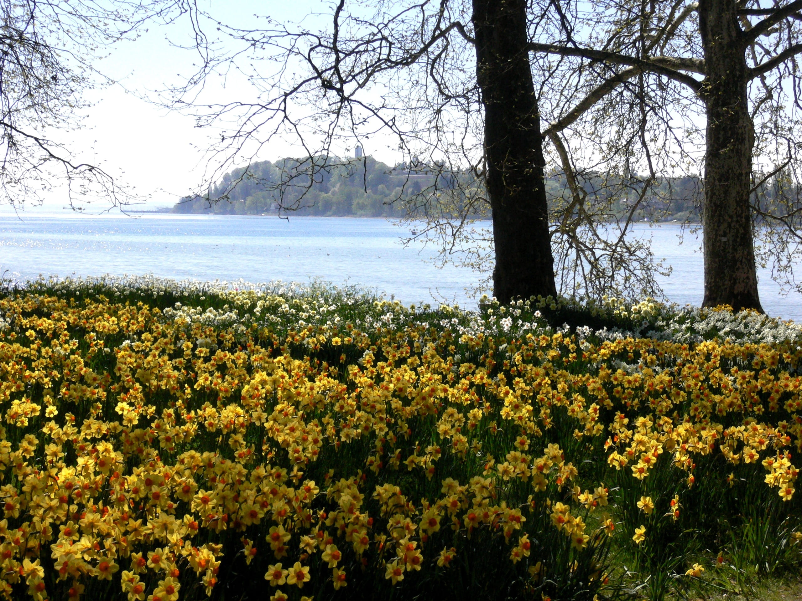 scenics - nature, trunk, tranquility, nature, tree, bloom, blossom, easter meadow, plant, water, yellow, outdoors, tranquil scene, land, landscape, lake, HD Wallpaper