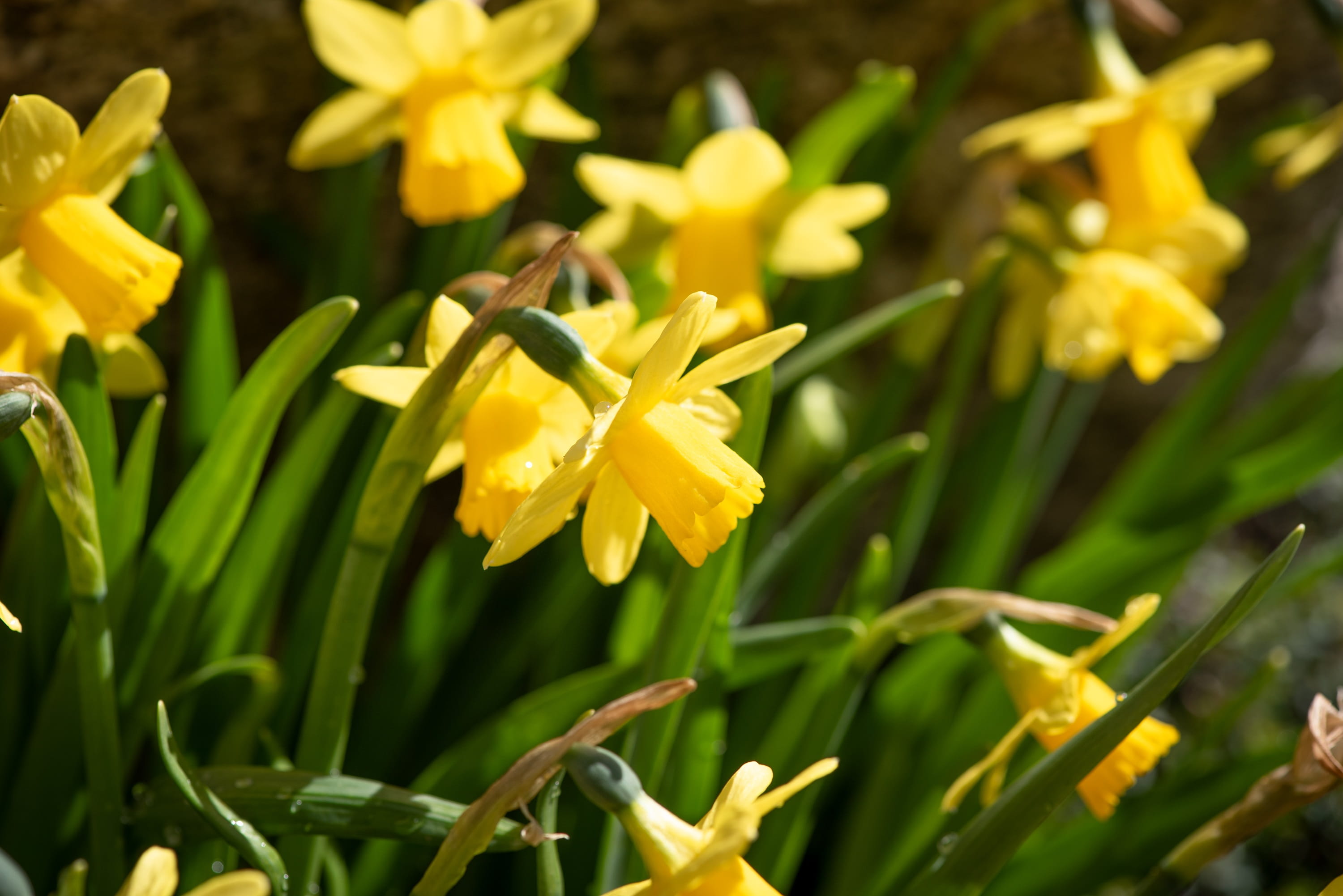 outdoors, botany, petal, easter, nature, bloom, flowers, garden, day, close-up, freshness, flower head, daffodils, springtime, growth, 2K, spring flowers, HD Wallpaper