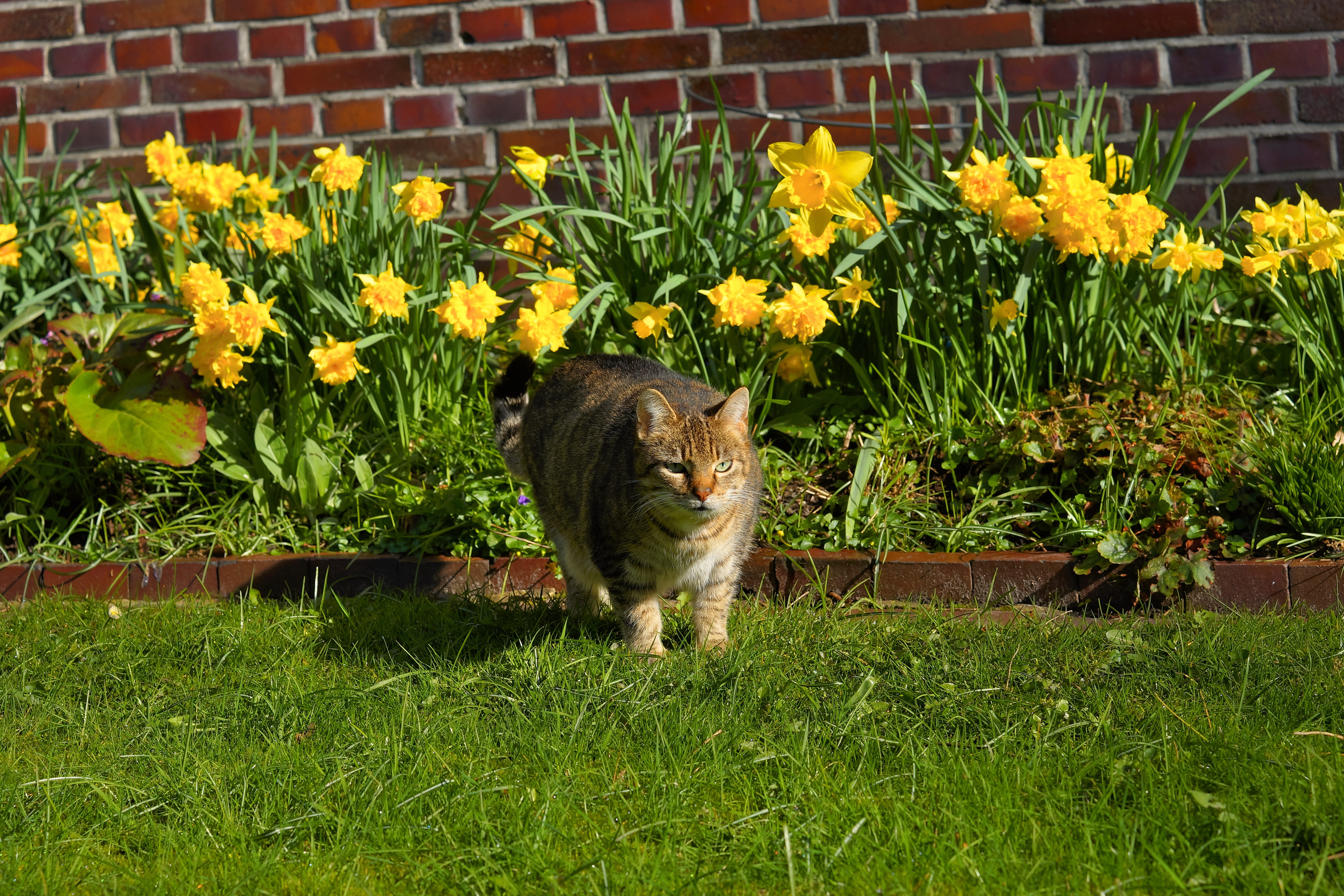 big eyes, cat, plant, pets, feline, mackerel, expression, animal themes, noble, flower, vertebrate, Garden, one animal, grass, nature, 5K, Domestic Cat, HD Wallpaper