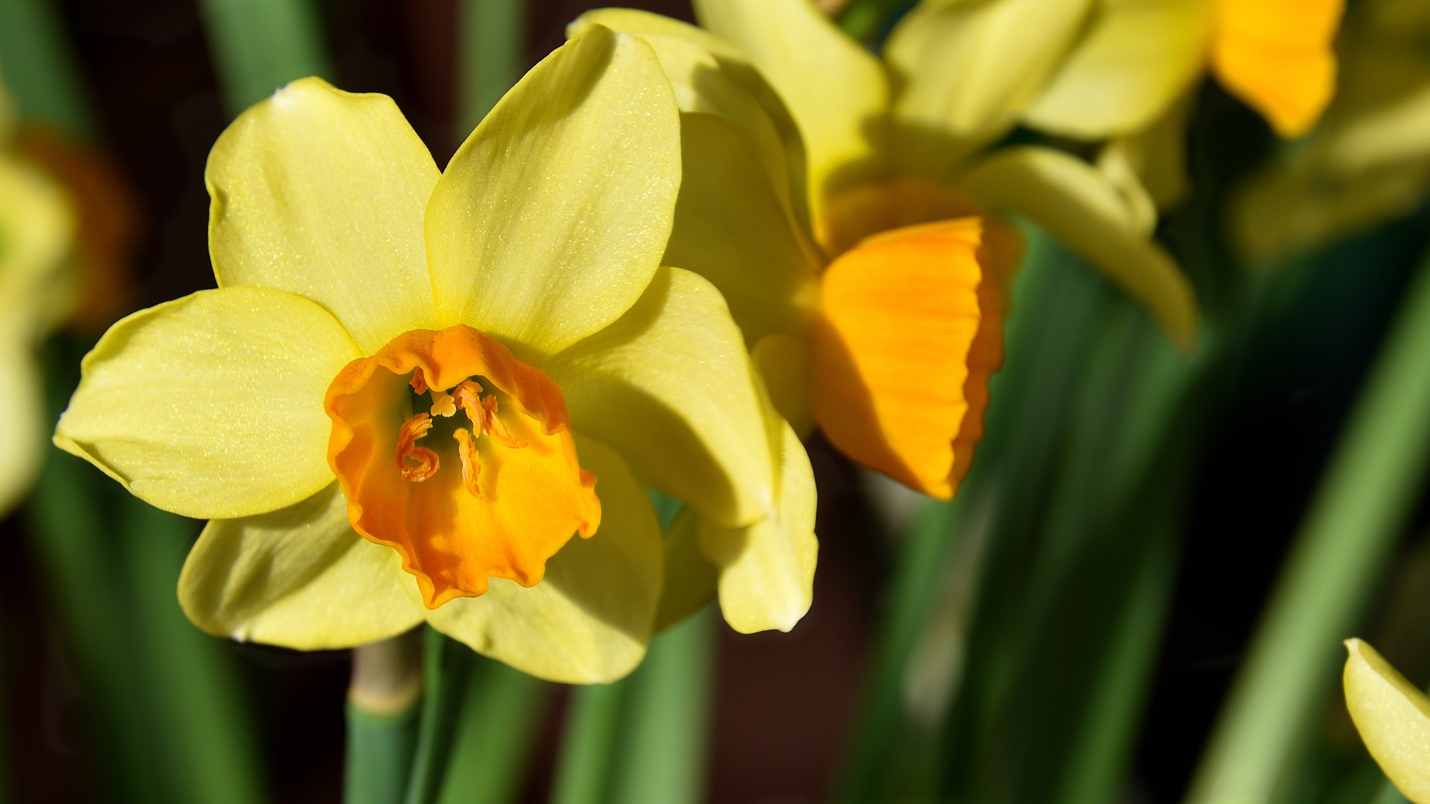 nature, springtime, spring, freshness, yellow flowers, flowerbed, 4K, pollen, vulnerability, animal wildlife, petal, beauty in nature, fragility, no people, HD Wallpaper