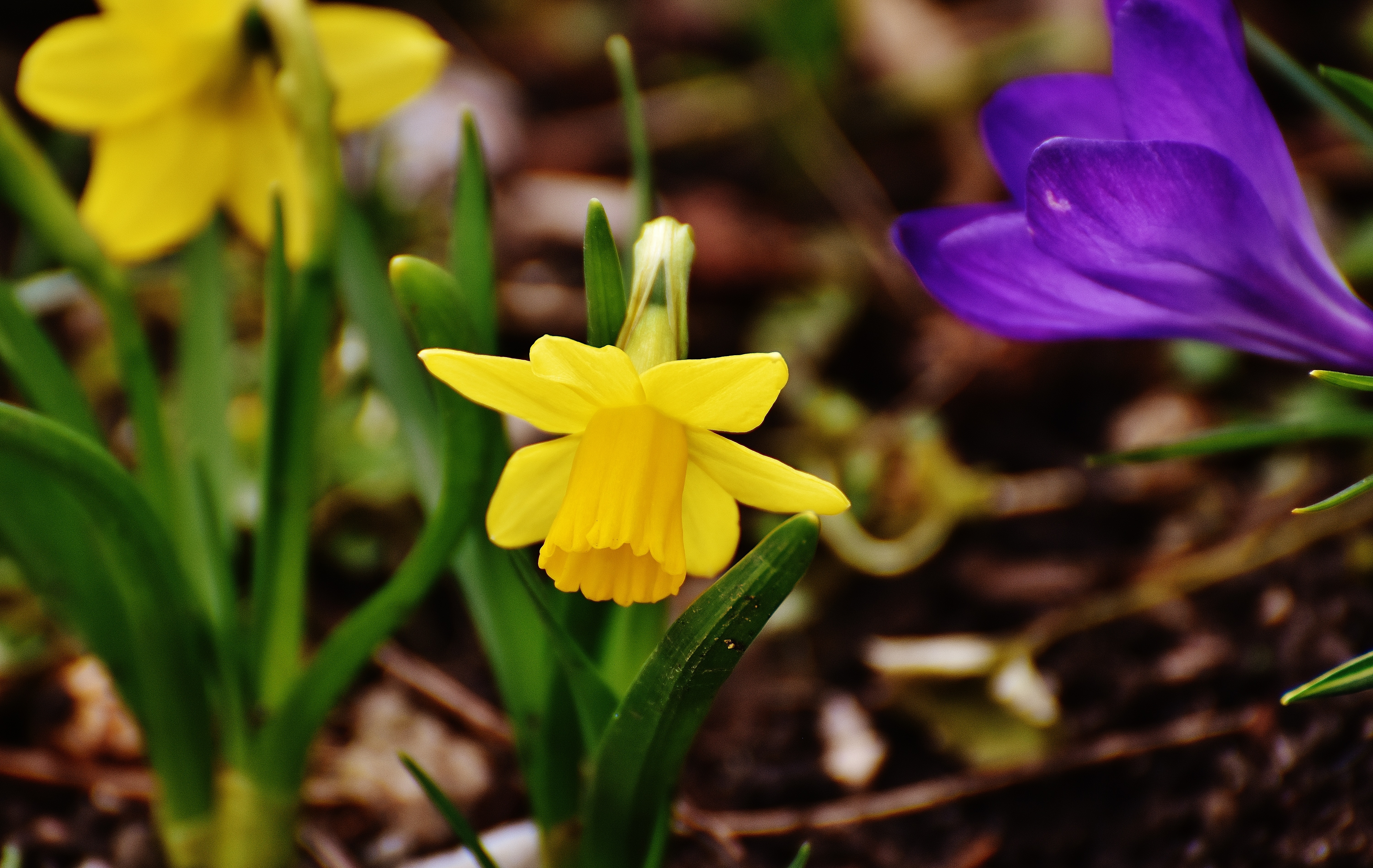 garden, narcissus, crocus, close-up, 5K, plant, iris, growth, freshness, vulnerability, no people, purple, fragility, beauty in nature, inflorescence, HD Wallpaper