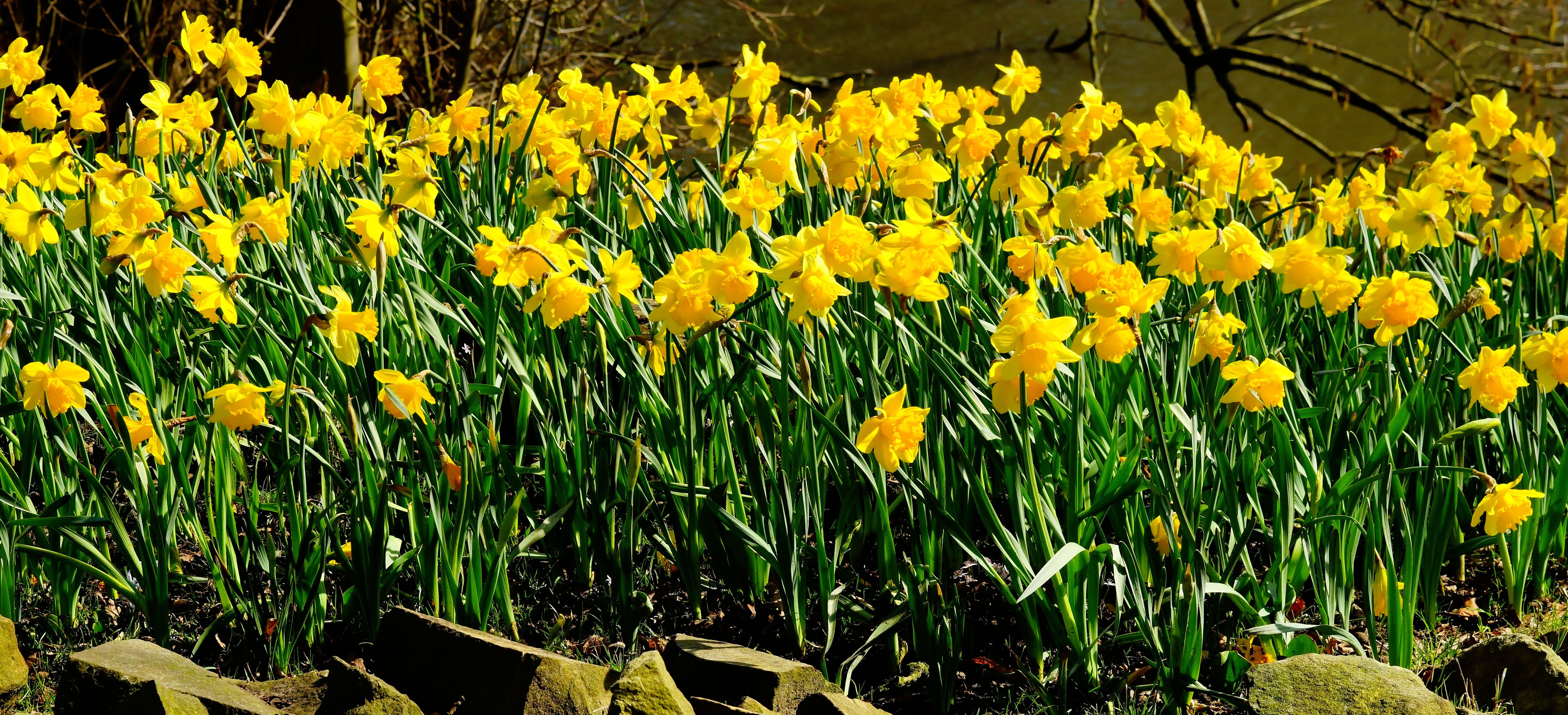 flowering plant, day, plant, outdoors, petal, flower, fragility, springtime, colorful, green color, daffodil, petaled, yellow, yellow daffodils, flowers, HD Wallpaper