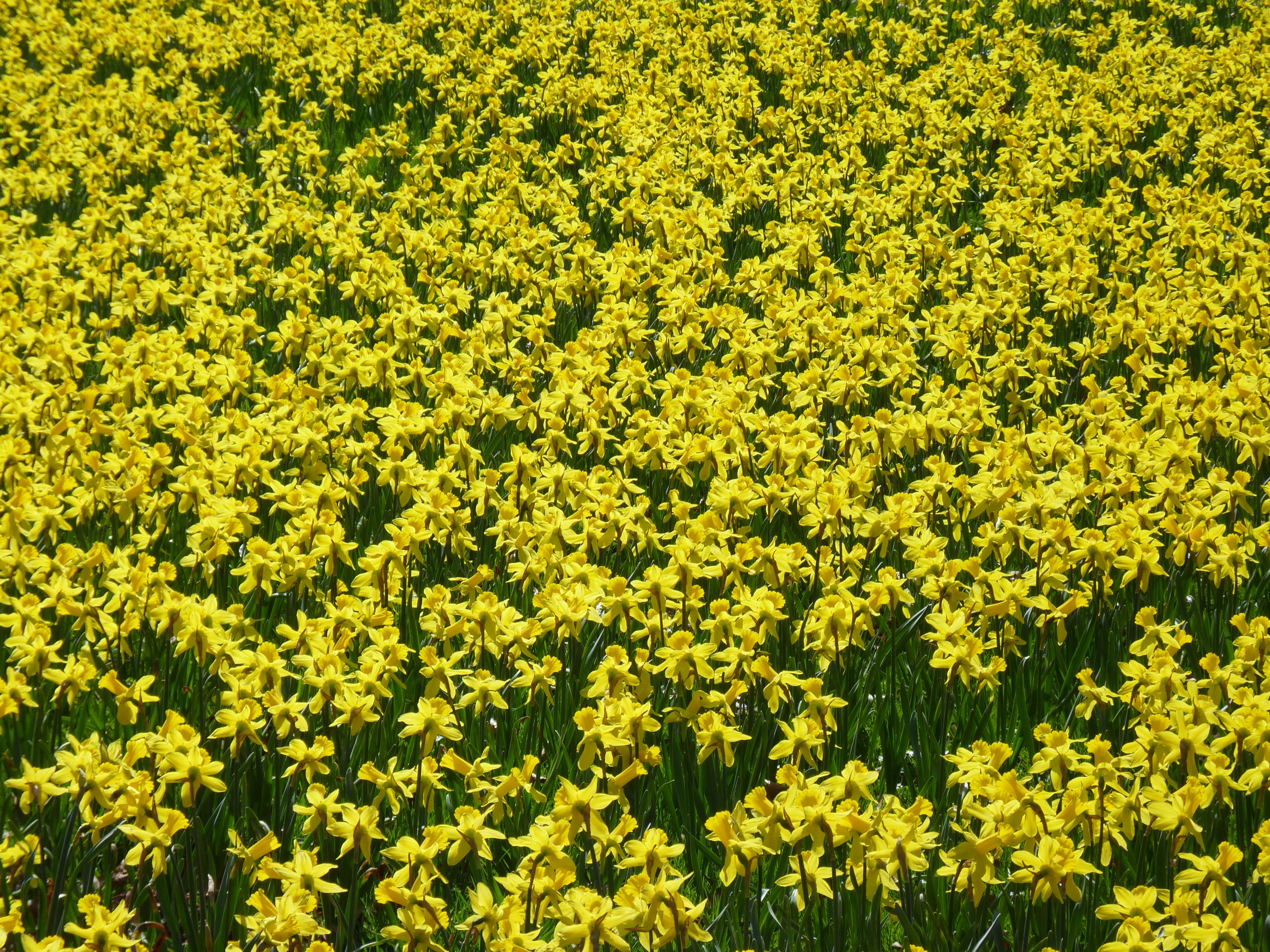 high angle view, spring, abundance, vulnerability, blossom, freshness, daffodils, landscape, beauty in nature, daffodil field, fragility, field, flower head, HD Wallpaper