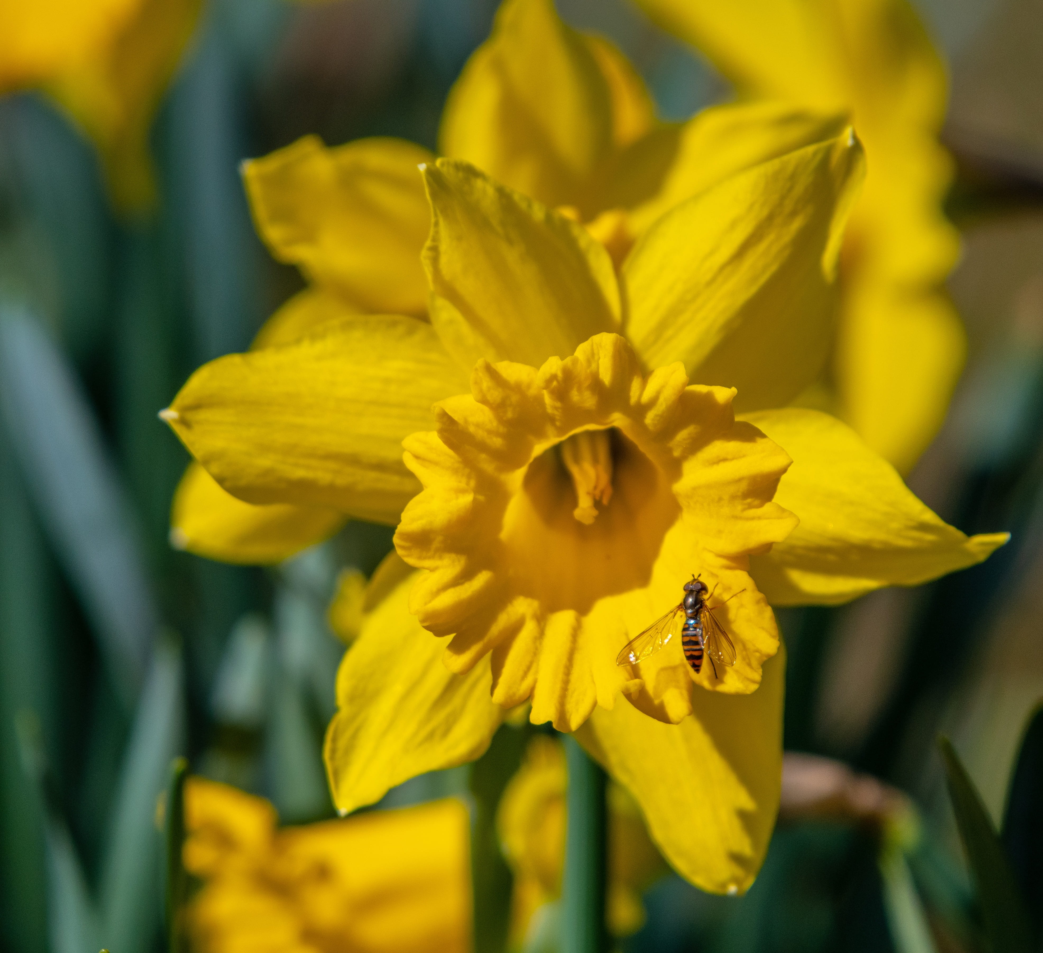 animal wildlife, yellow, 4K, blossom, osterglocken, beauty in nature, spring flowers, springtime, fragility, pollination, plant, flower head, one animal, HD Wallpaper