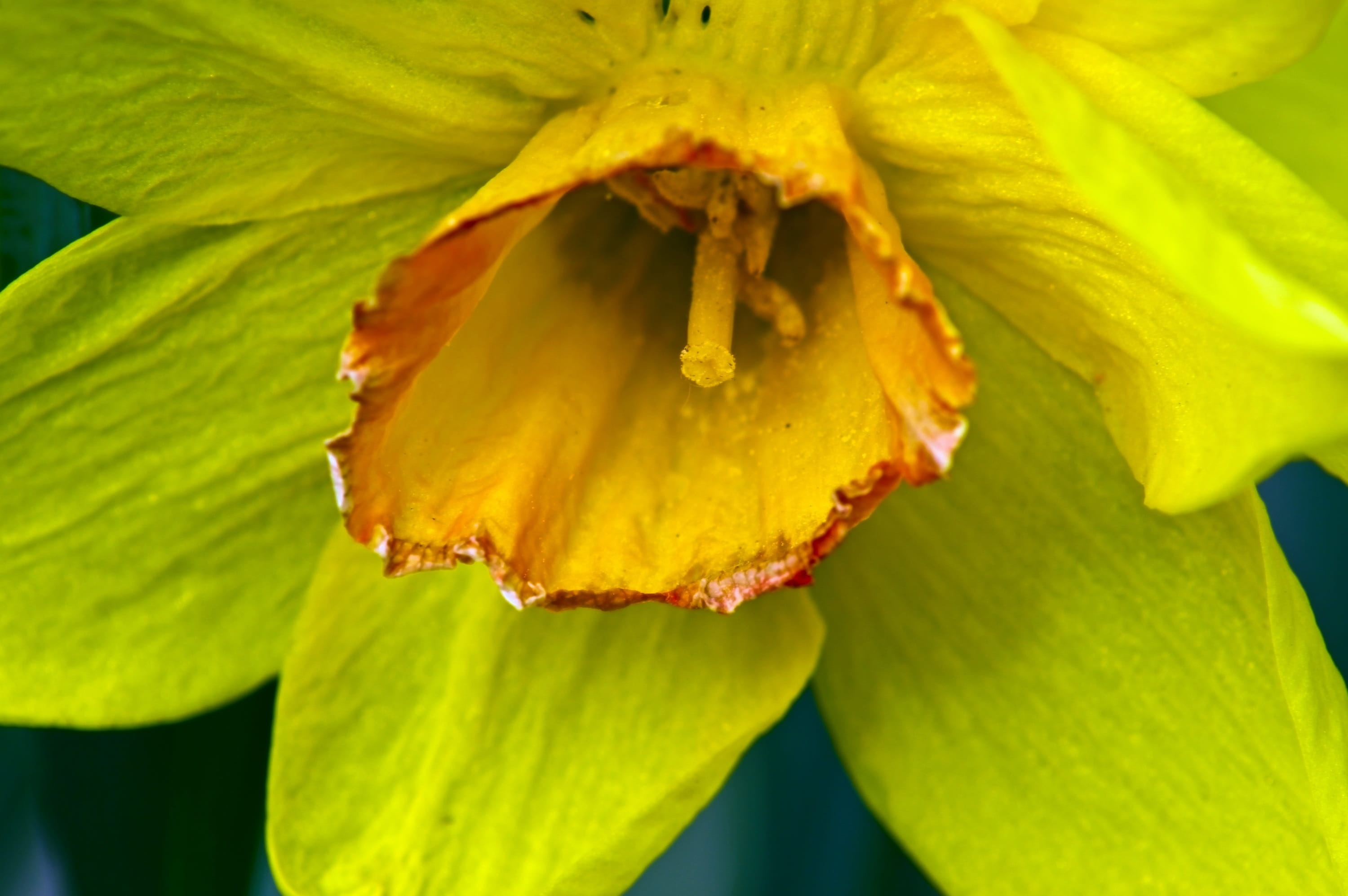 freshness, osterglocken, flower, jonquil, 2K, growth, flowering plant, no people, inflorescence, rural, outdoors, close-up, pollen, orange, blossom, beauty in nature, HD Wallpaper