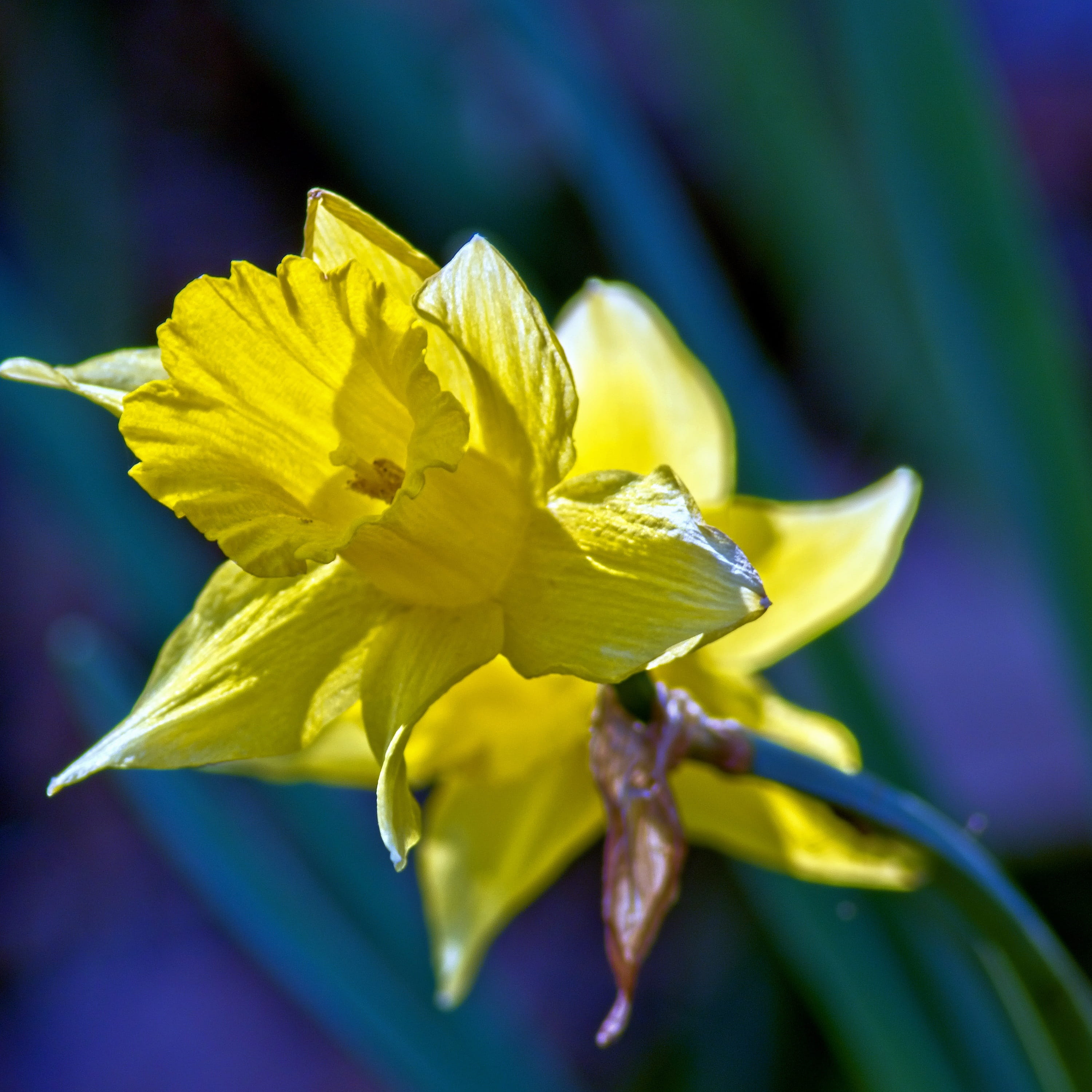 flowers, bloom, narcissus, beauty in nature, petals, bright, no people, jonquil, osterglocken, easter, day, growth, flower head, springtime, freshness, Phone HD Wallpaper