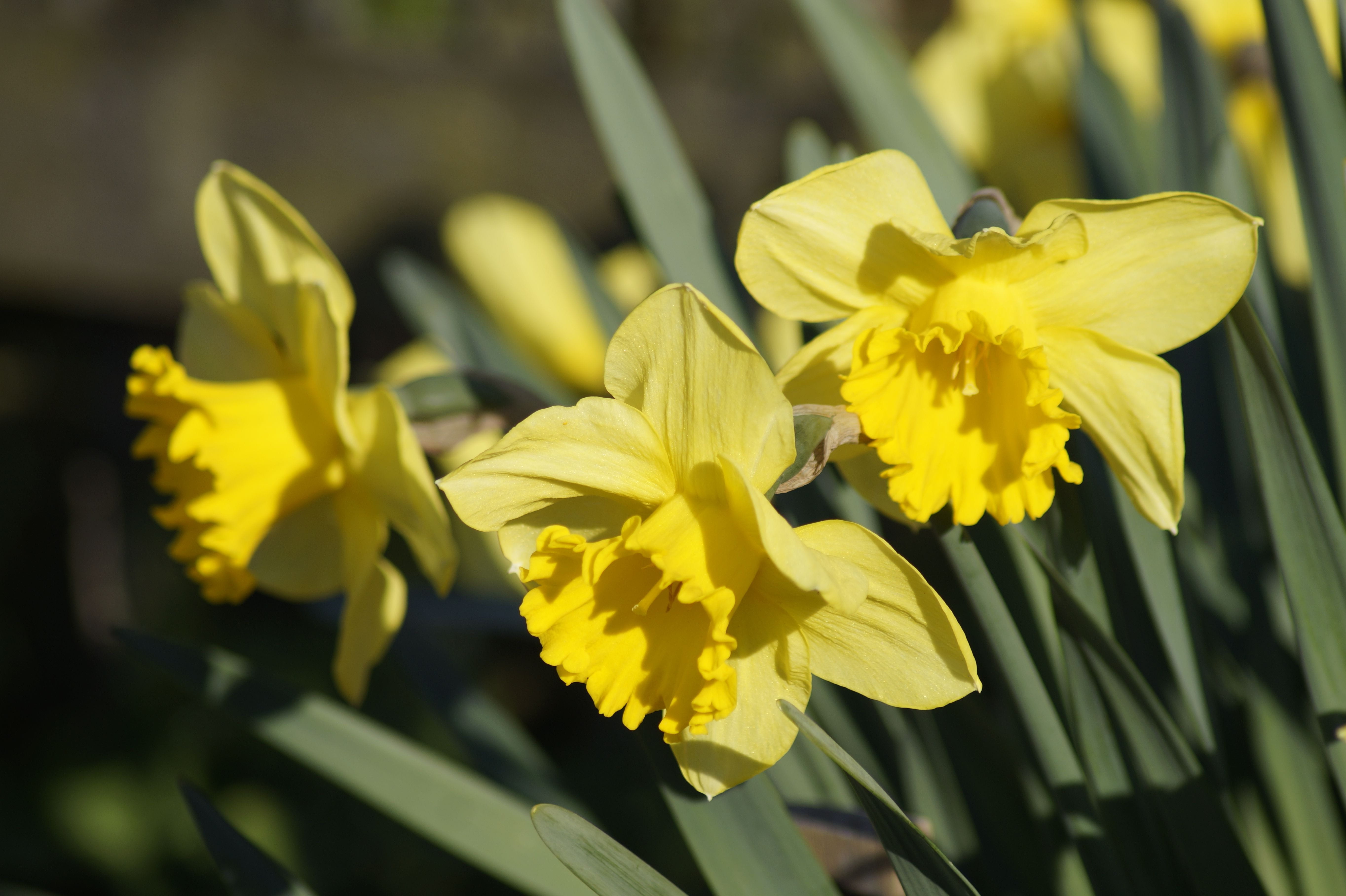 spring flowers, bloom, fragility, harbinger of spring, no people, inflorescence, daffodils, plant, outdoors, flowers, day, flowering plant, blossom, osterglocken, HD Wallpaper
