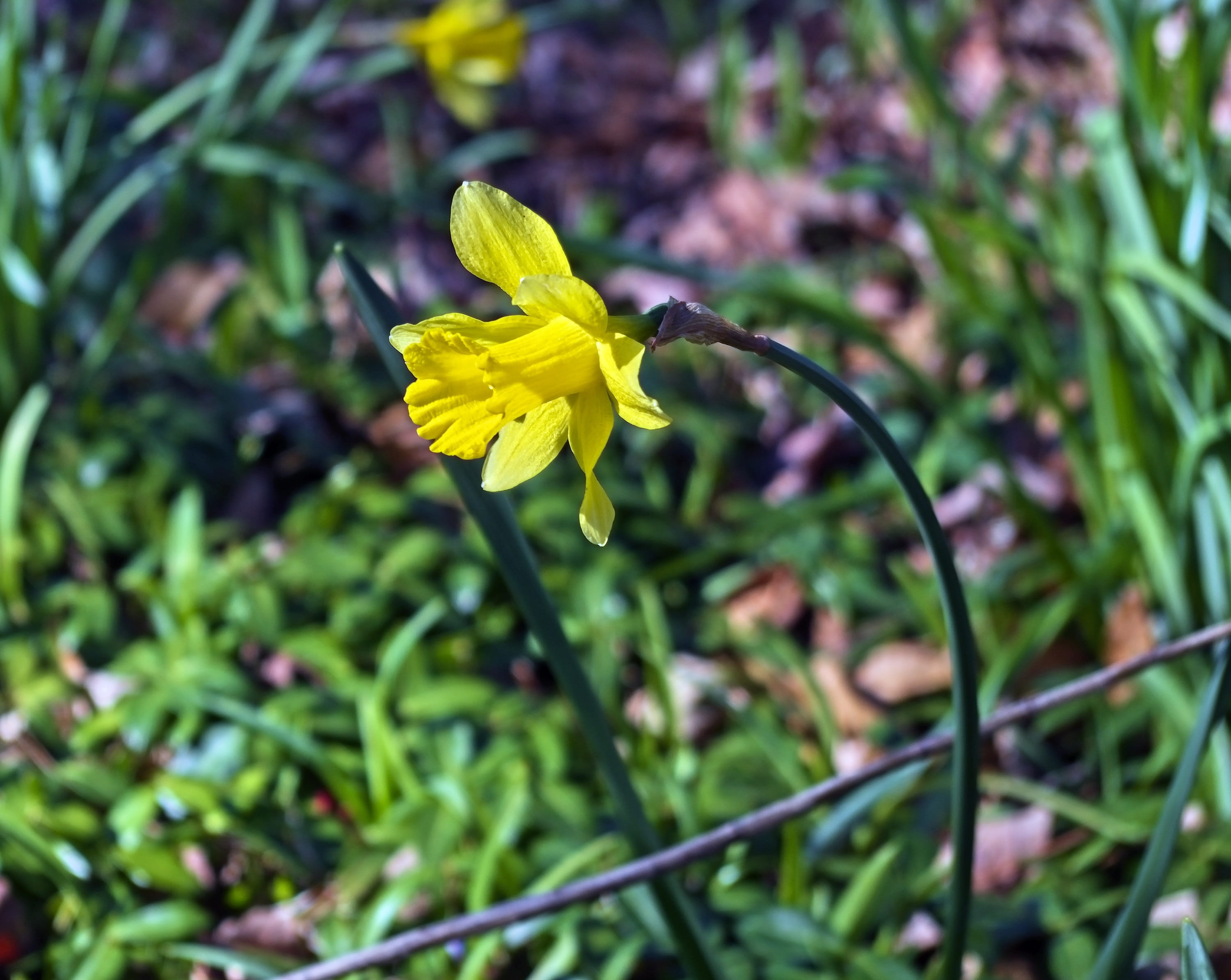 outdoors, back-lit, ozarks, no people, blossom, spring, osterglocken, flower, vulnerability, flowering plant, freshness, close-up, flora, bright, focus on foreground, HD Wallpaper