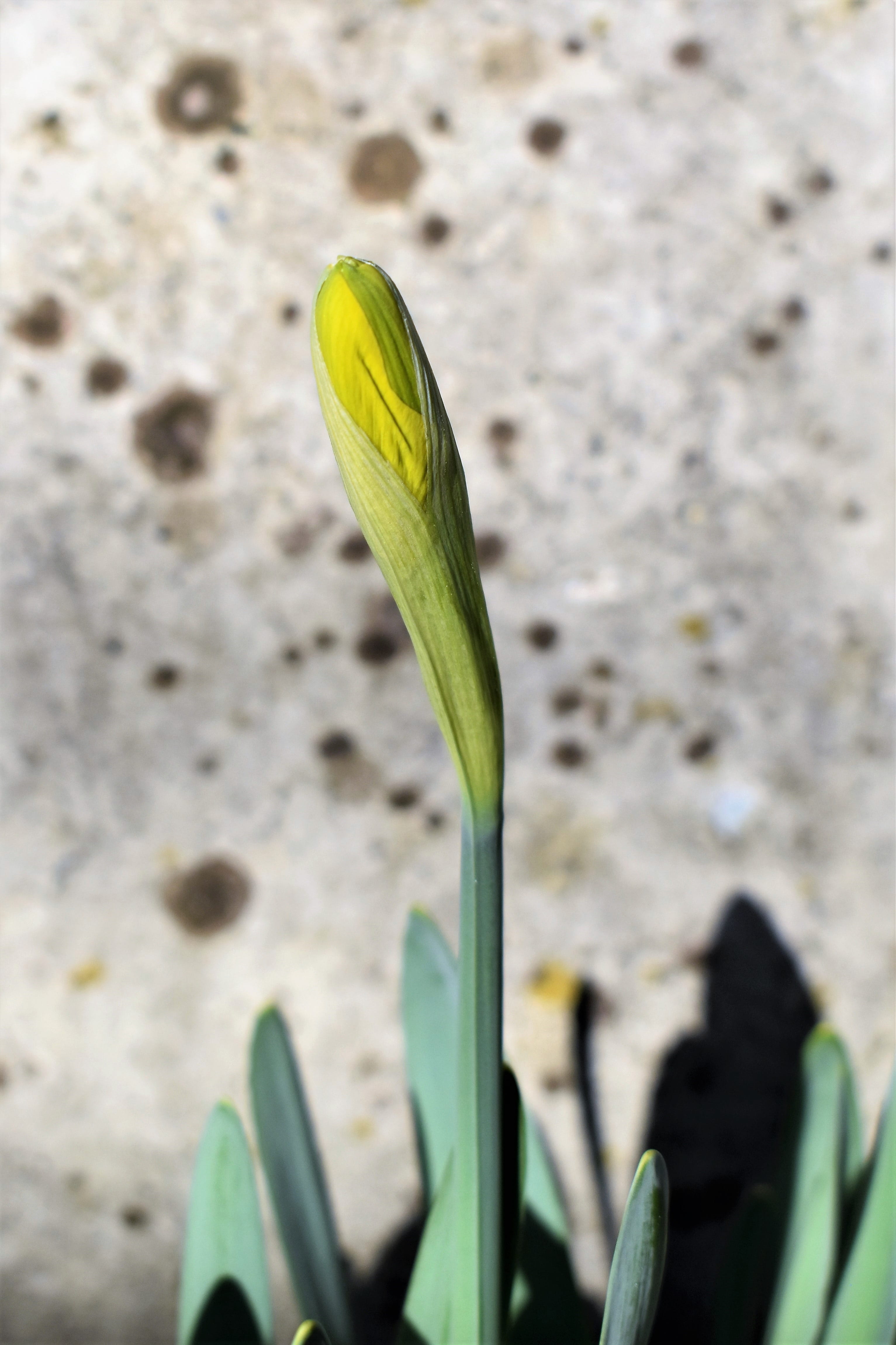 easter, nature, osterglocken, flower head, yellow, blossom, focus on foreground, leaf, bloom, plant, growth, springtime, flower, no people, outdoors, flowers, Phone HD Wallpaper