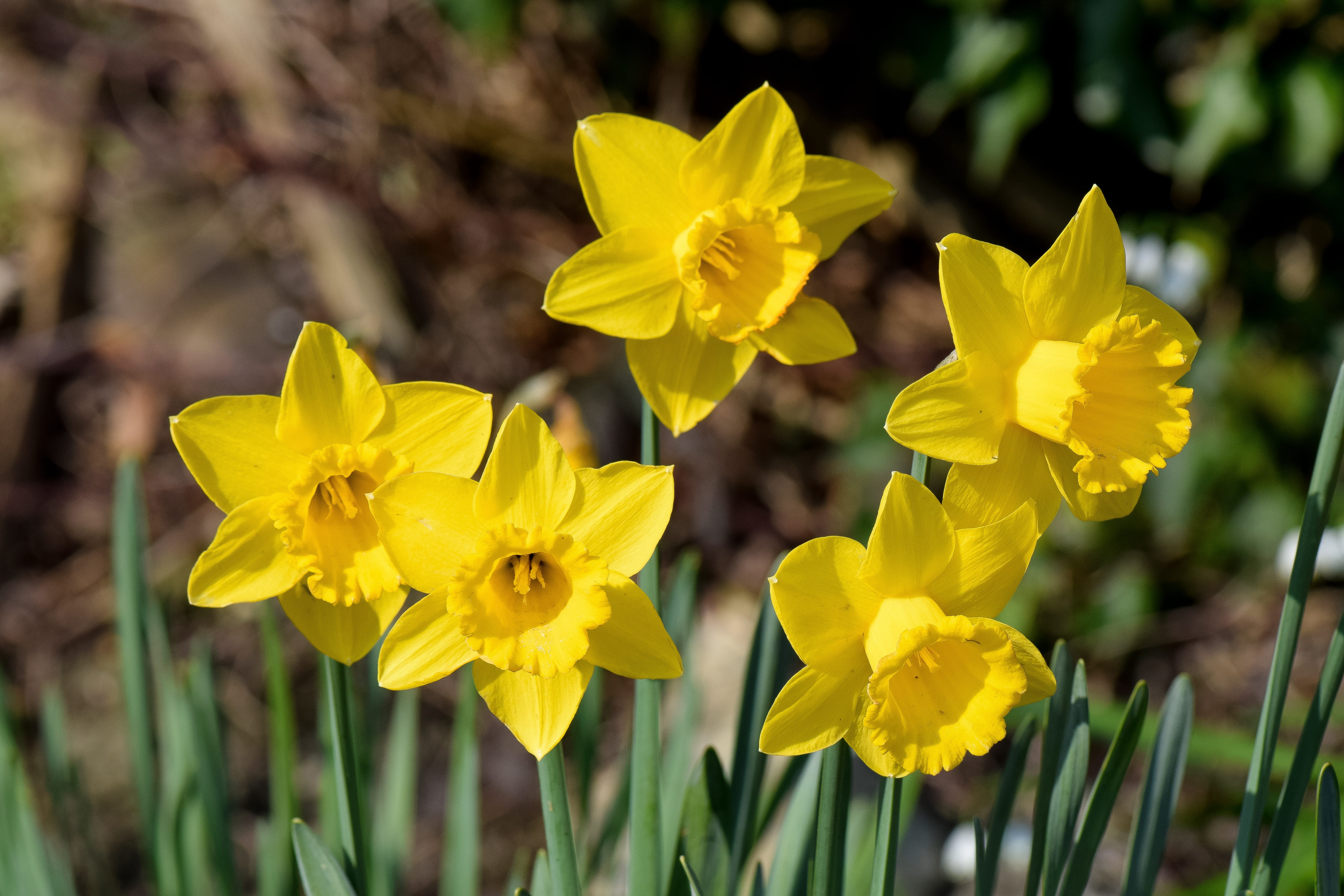 fragility, garden, no people, season, flowers, bulb, springtime, flower head, plant, 5K, bright, daffodils, focus on foreground, flowering plant, yellow, HD Wallpaper