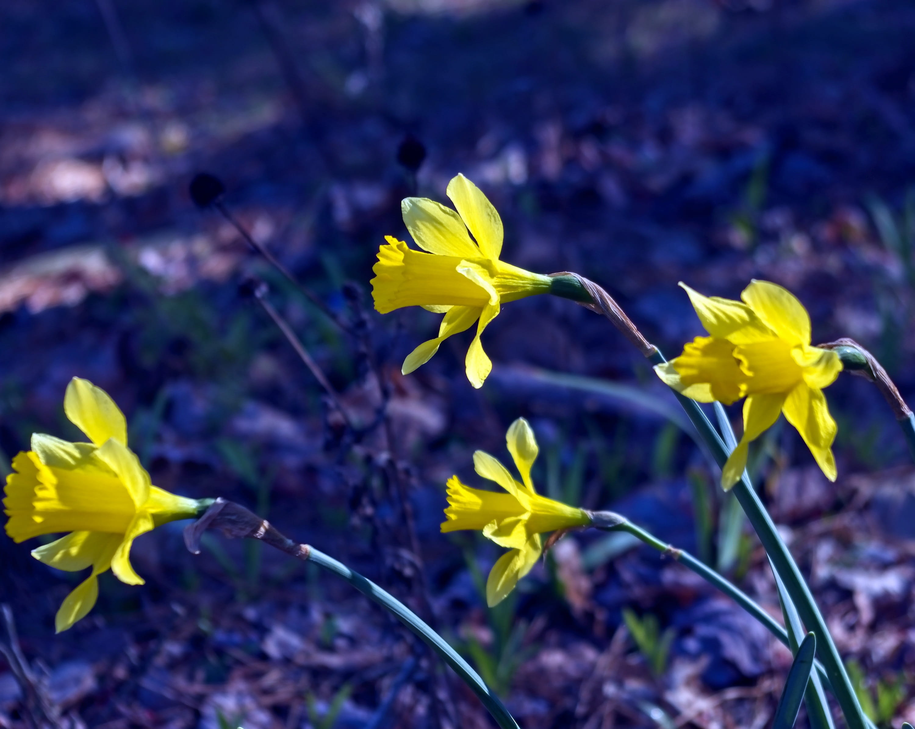 bloom, petal, back-lit, purple, daffodil, field, flowering plant, rural, vulnerability, jonquil, narcissus, flora, petals, springtime, bright, beauty in nature, HD Wallpaper
