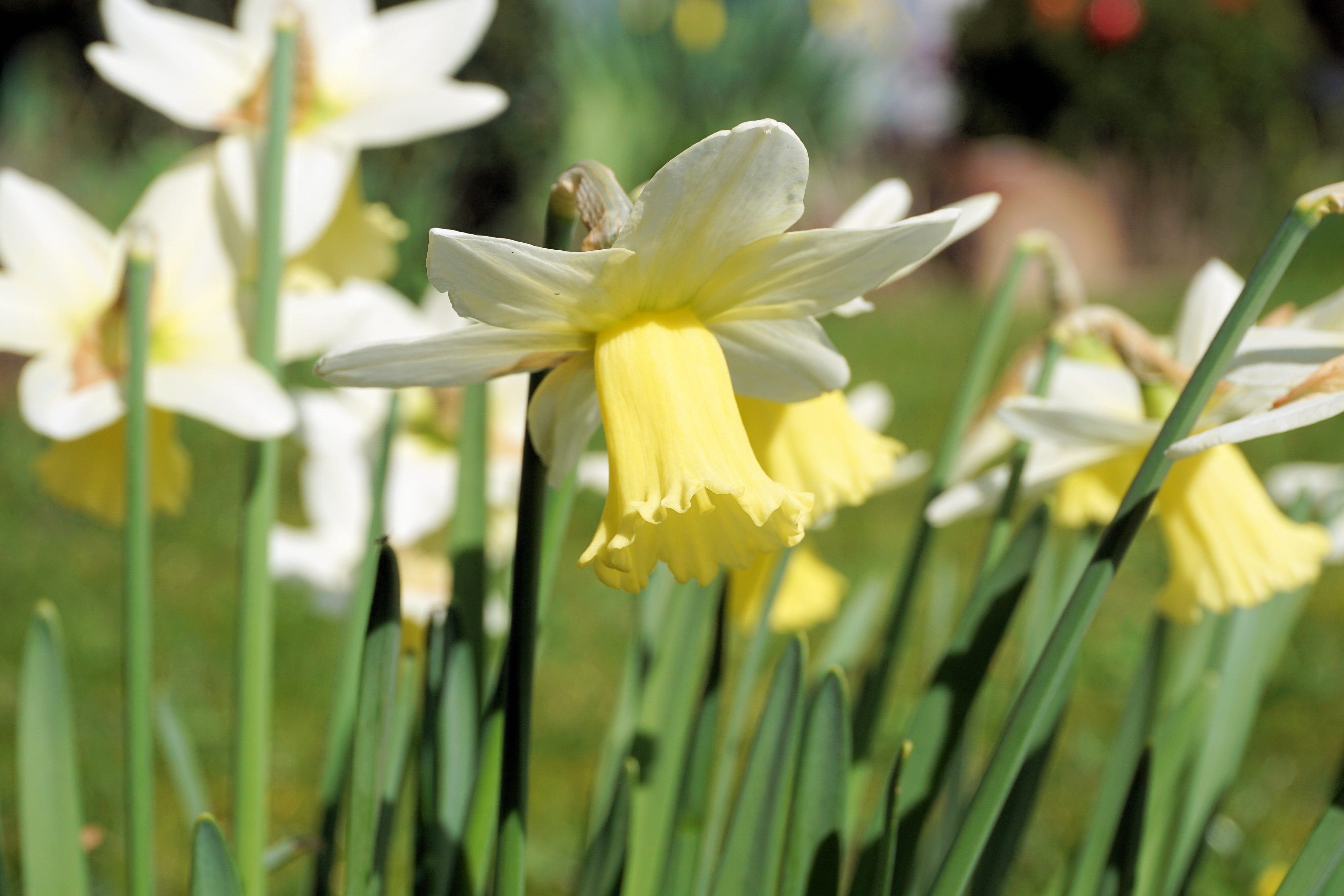 osterglocken, flowers, close-up, easter, narcissus, purity, easter spring, outdoors, no people, growth, beauty in nature, close, white color, happy easter, HD Wallpaper