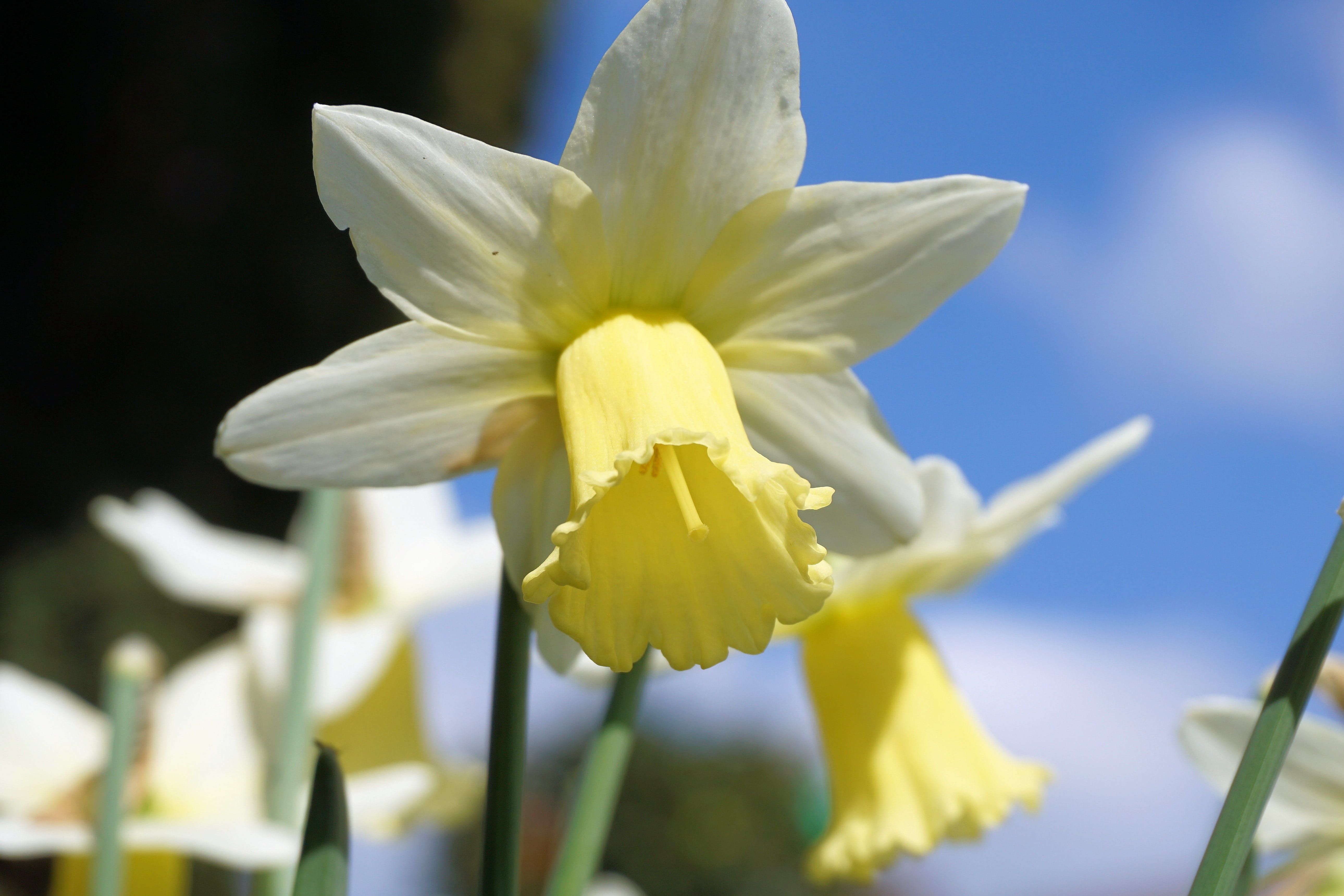 close up, pollen, spring, vulnerability, fragility, springtime, growth, flowering plant, easter spring, yellow, flowers, close-up, outdoors, osterglocken, HD Wallpaper