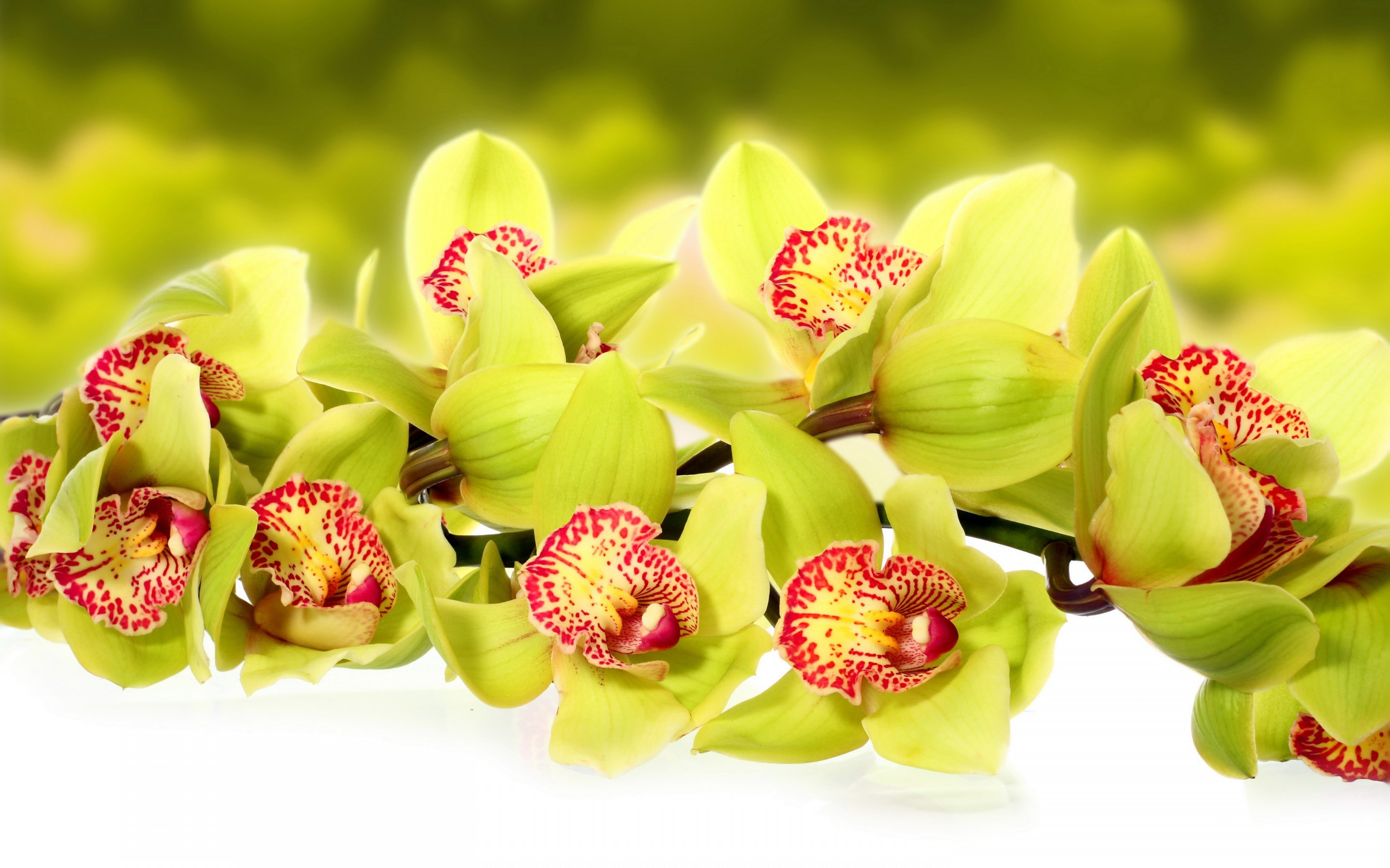 red, flowers, 2K, green, daffodils, macro, photo, orchids, HD Wallpaper