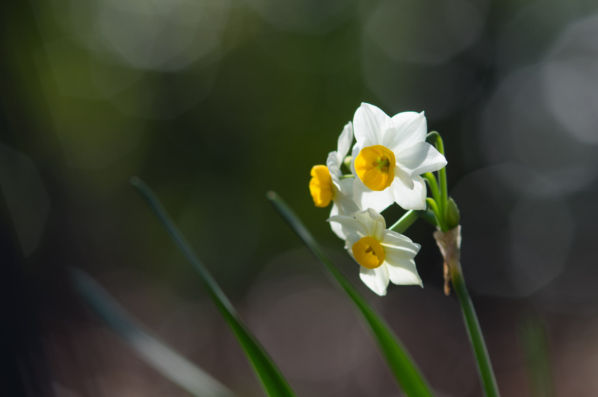 flower, flowers, fragility, white color, day, yellow, flower head, bokeh, macro, plant, botany, colorful, outdoors, petal, nature, 1080P, freshness, inflorescence, HD Wallpaper