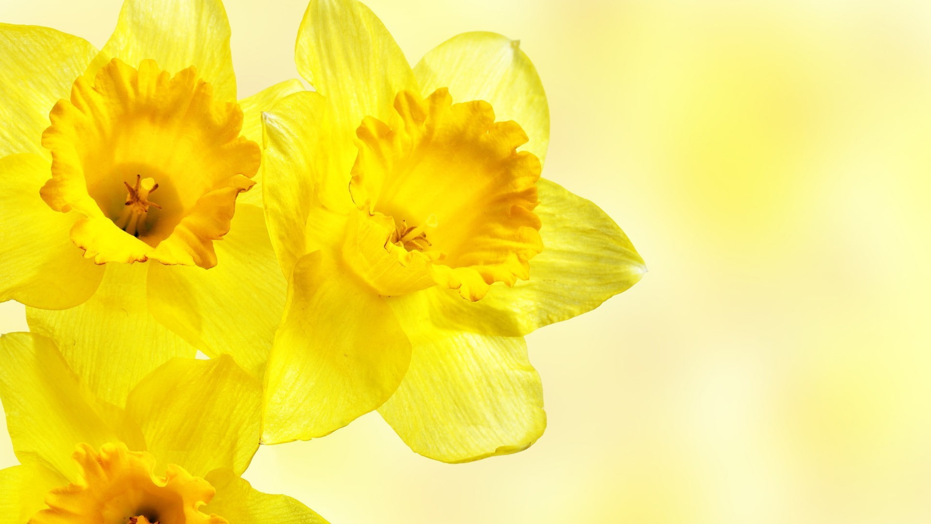 daffodils, yellow flowers, flowers, 1080P, HD Wallpaper