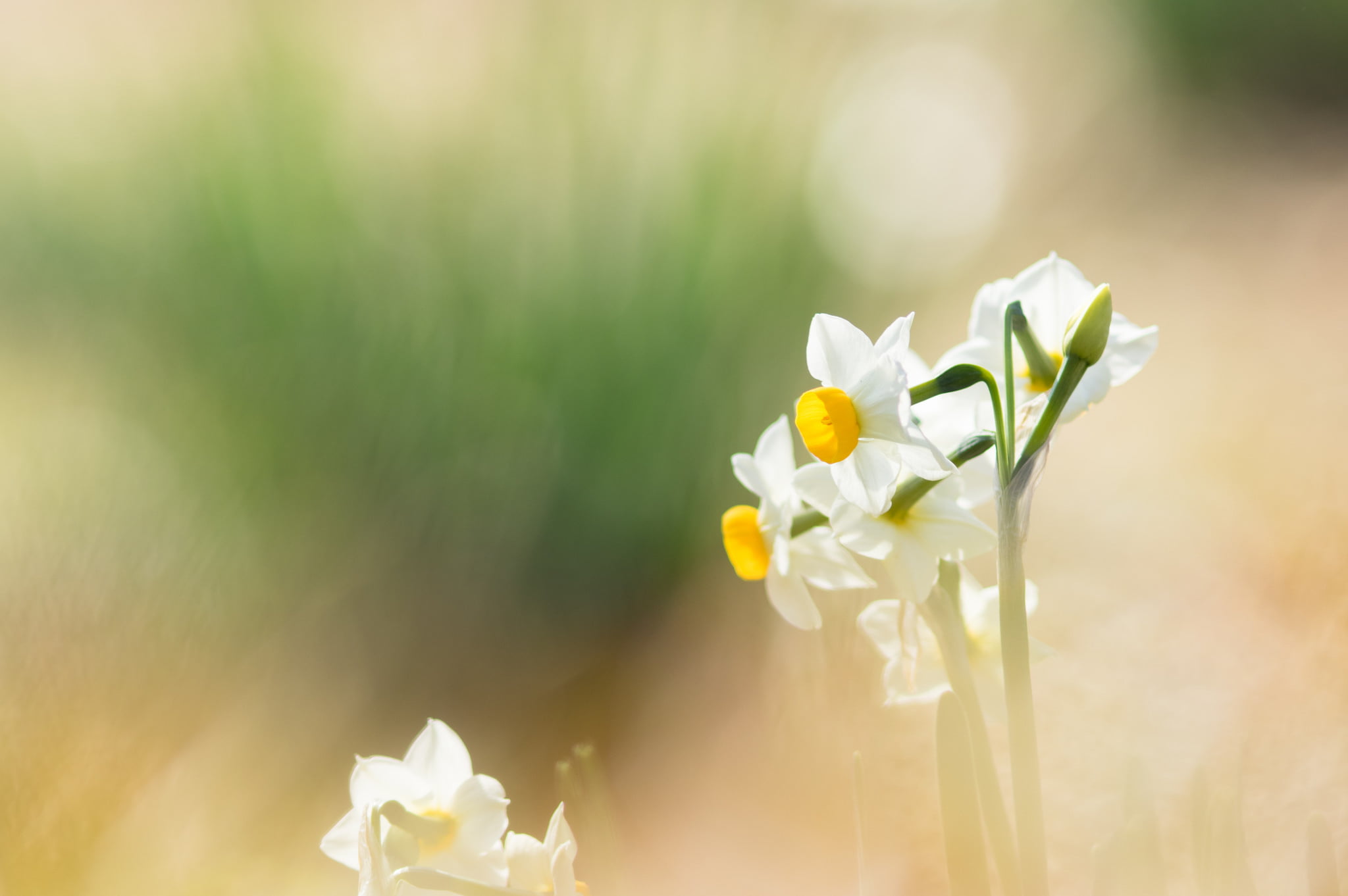 nature, petal, close-up, macro, no people, flower, focus on foreground, inflorescence, daffodils, day, white color, freshness, flowers, flower head, selective focus, HD Wallpaper