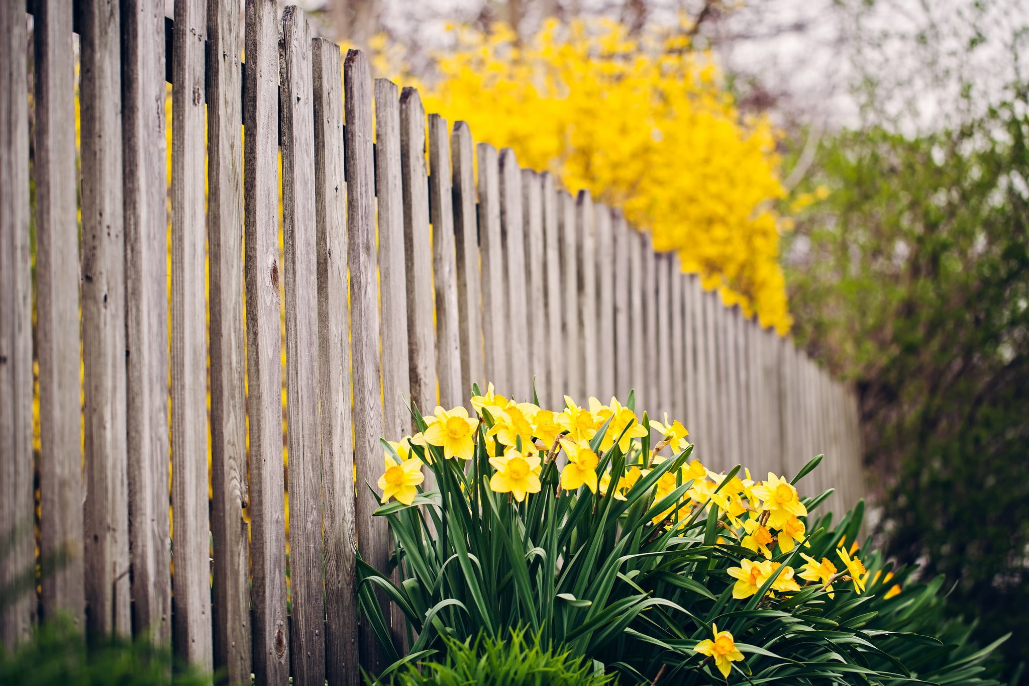 yellow, plant, close-up, flowering plant, growth, boundary, day, flowers, no people, beauty in nature, nature, 1080P, vulnerability, flower head, fragility, HD Wallpaper