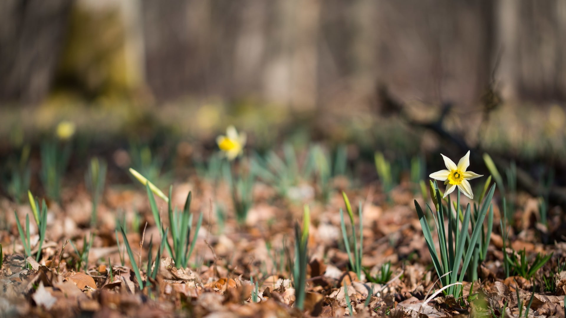 depth of field, flowers, daffodils, 1080P, nature, HD Wallpaper