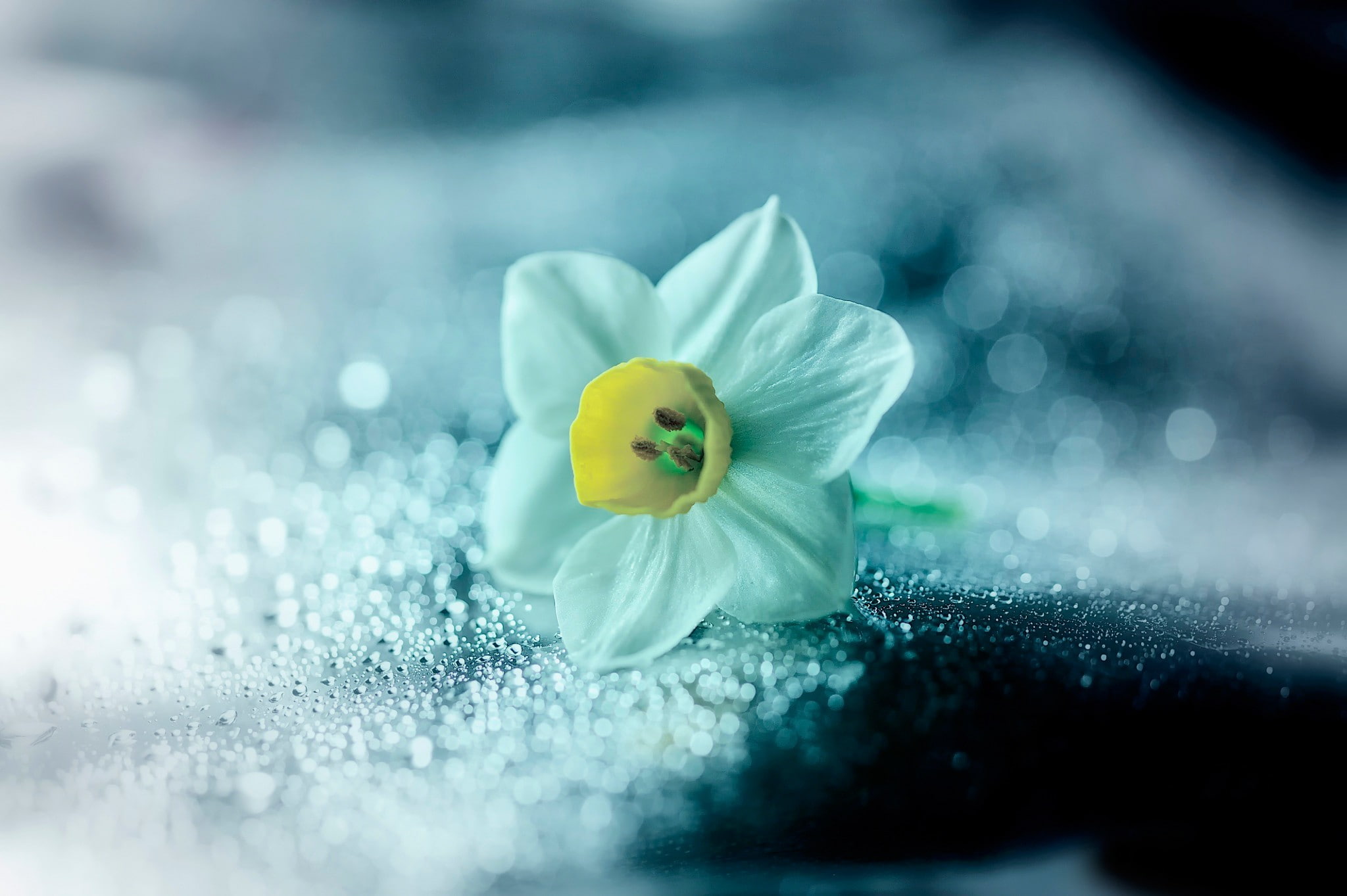 hips, flower, narcissus, daffodil, white, 1080P, HD Wallpaper