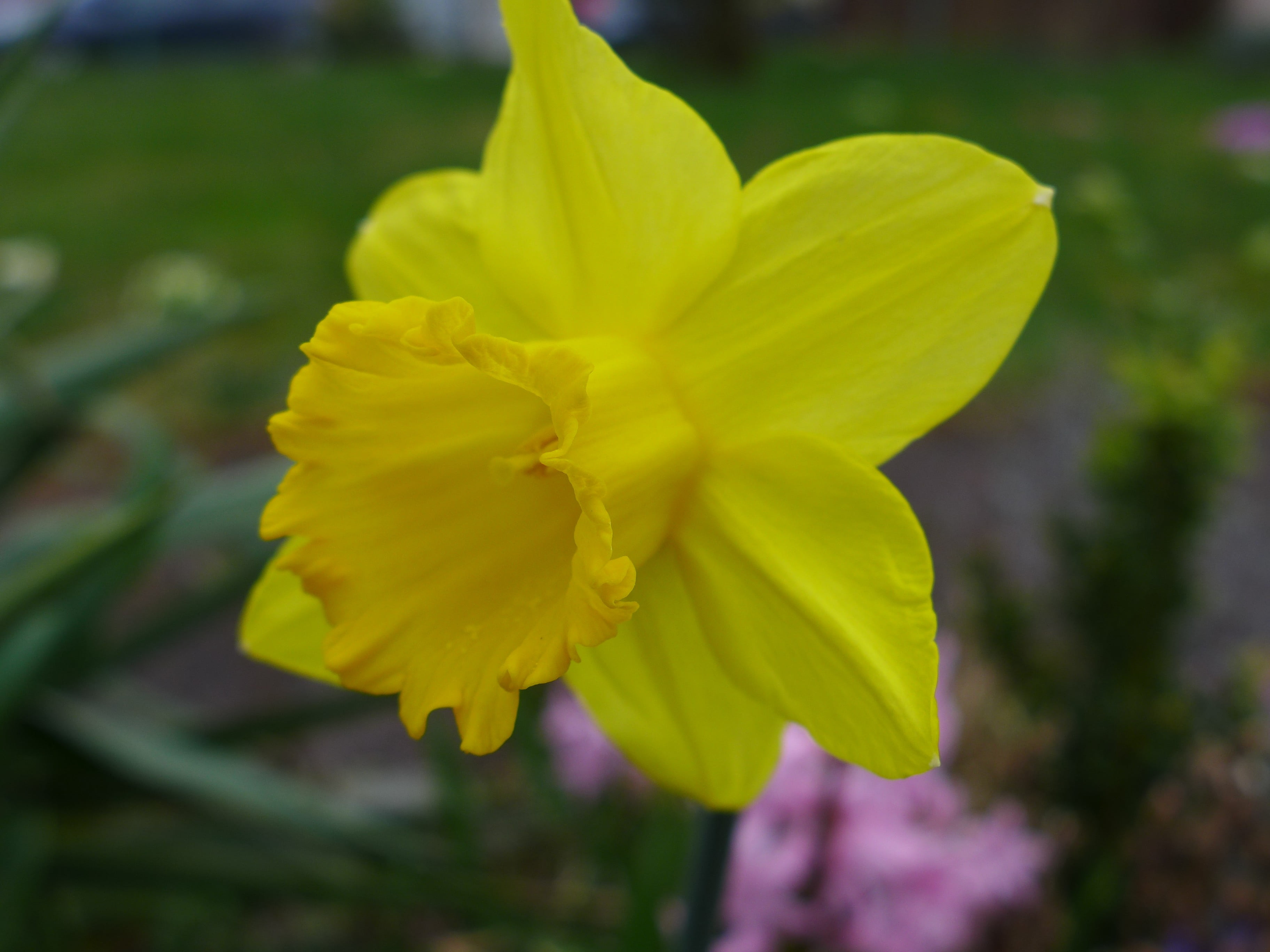 flowering plant, yellow, freshness, soft focus, plant, day, yellow flowers, fragility, 2K, growth, petal, outdoors, flower head, daffodils, flowers, vulnerability, HD Wallpaper
