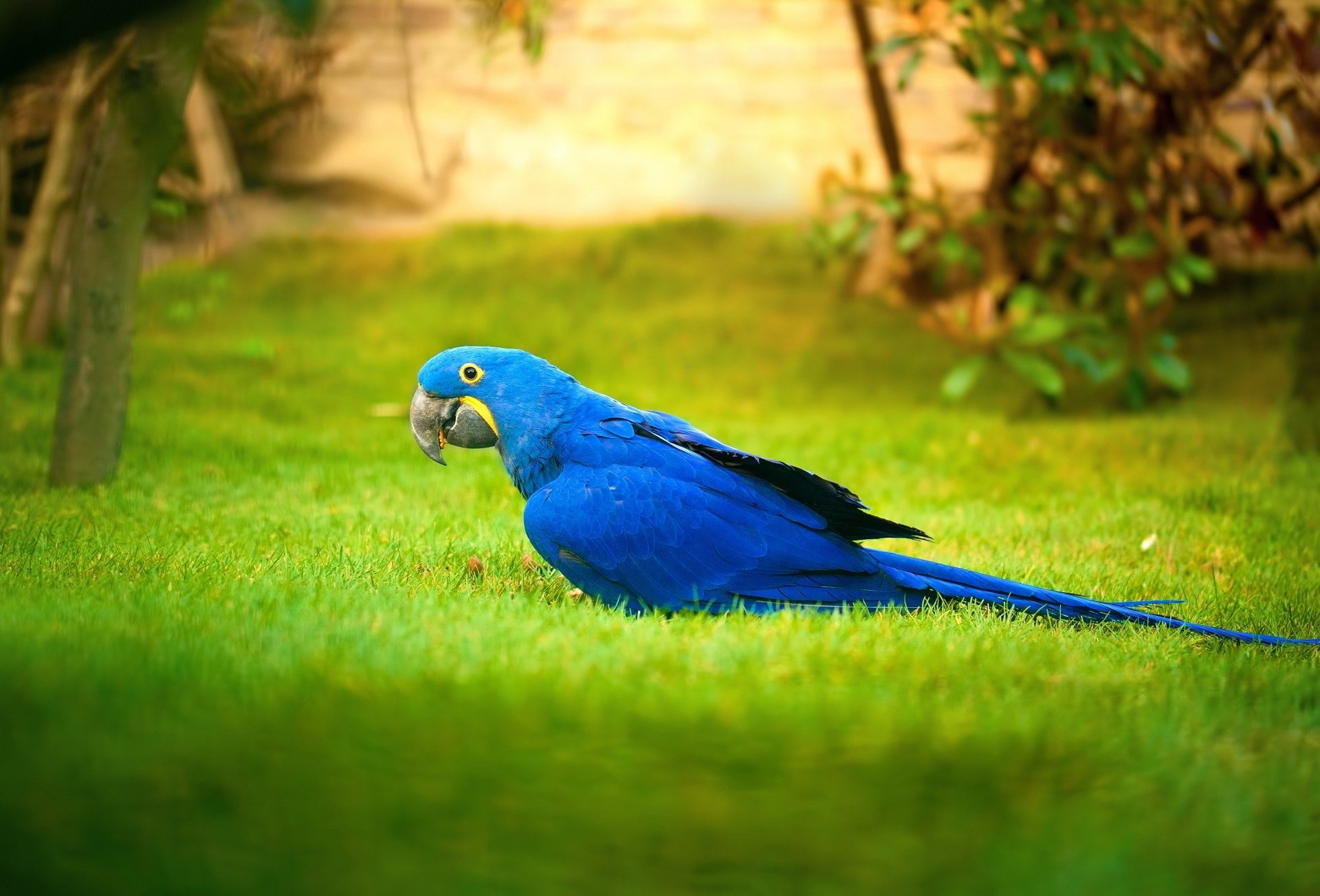 animals in the wild, blue, one animal, vertebrate, animal wildlife, Hyacinth Macaw, no people, field, day, beauty in nature, Parrot, 1080P, grass, outdoors, HD Wallpaper