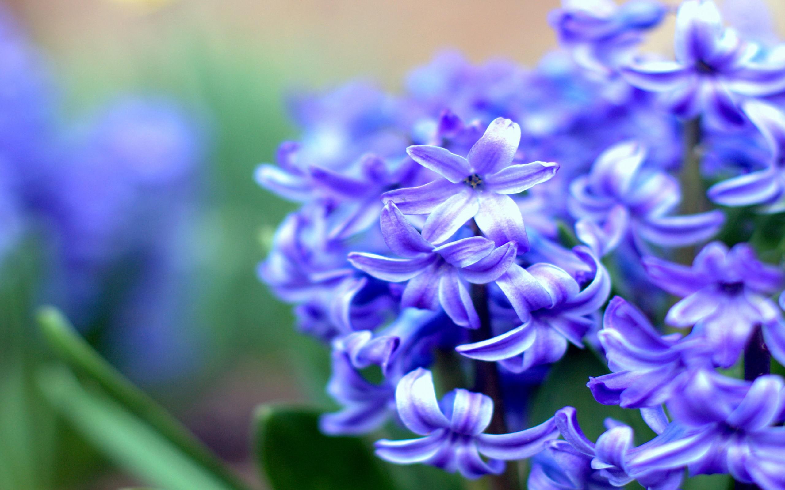 hyacinth, 2K, purple, nature, flower, HD Wallpaper