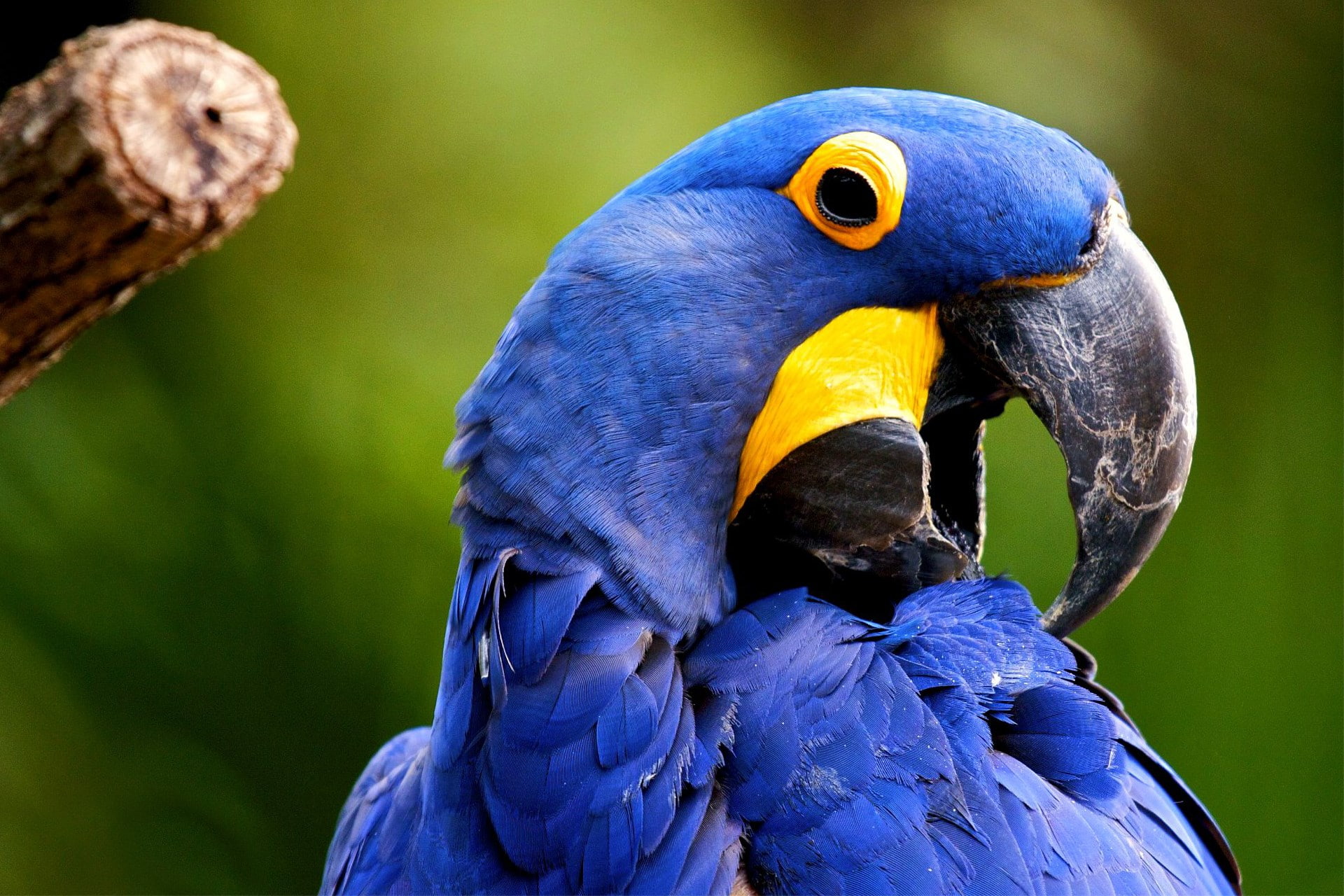 1080P, hyacinth macaw, HD Wallpaper