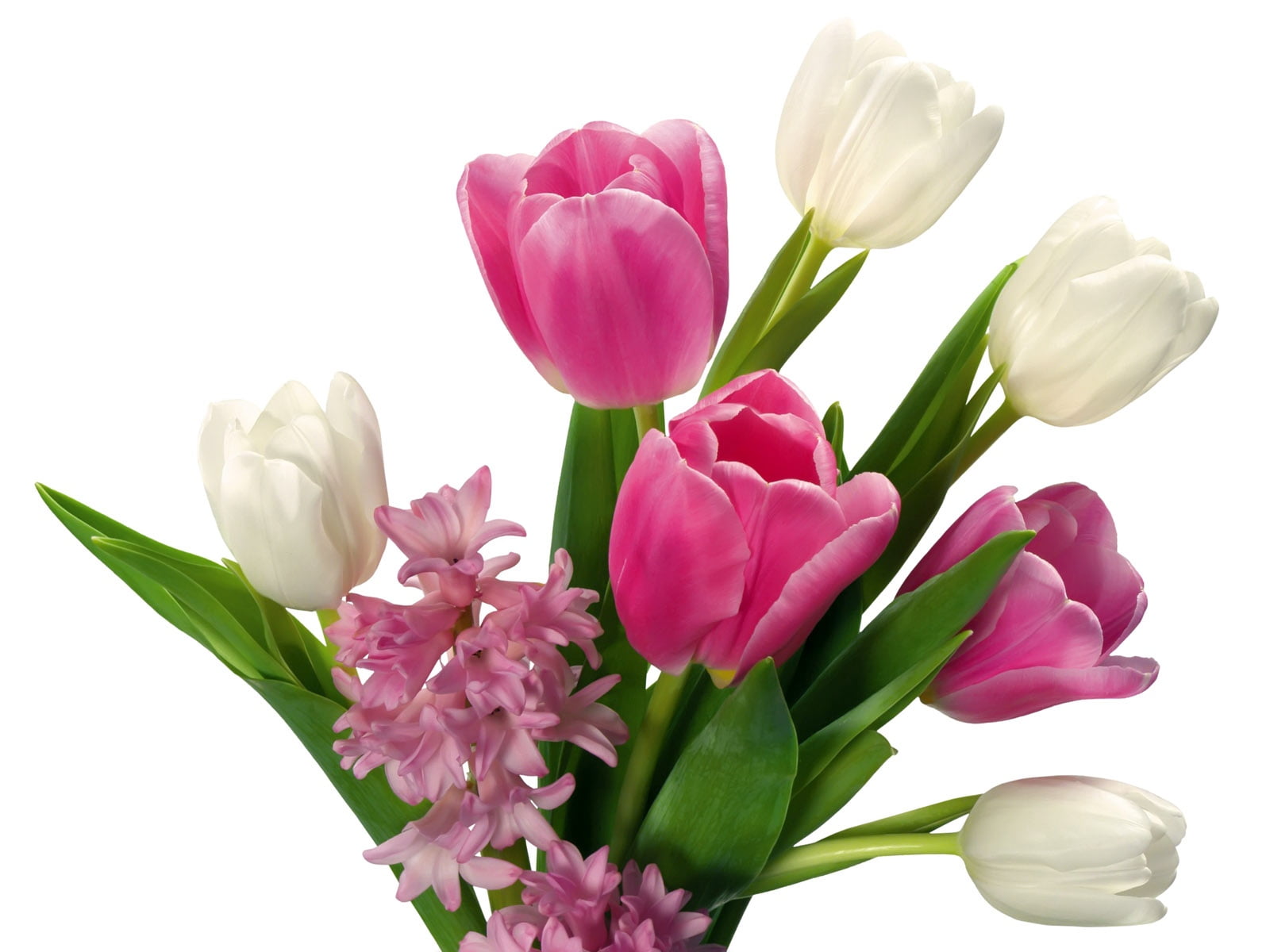 bunch of flowers, vibrant Color, flower, red, stem, spring, beauty In Nature, plant, white Background, green Color, decoration, petal, inflorescence, nature, HD Wallpaper